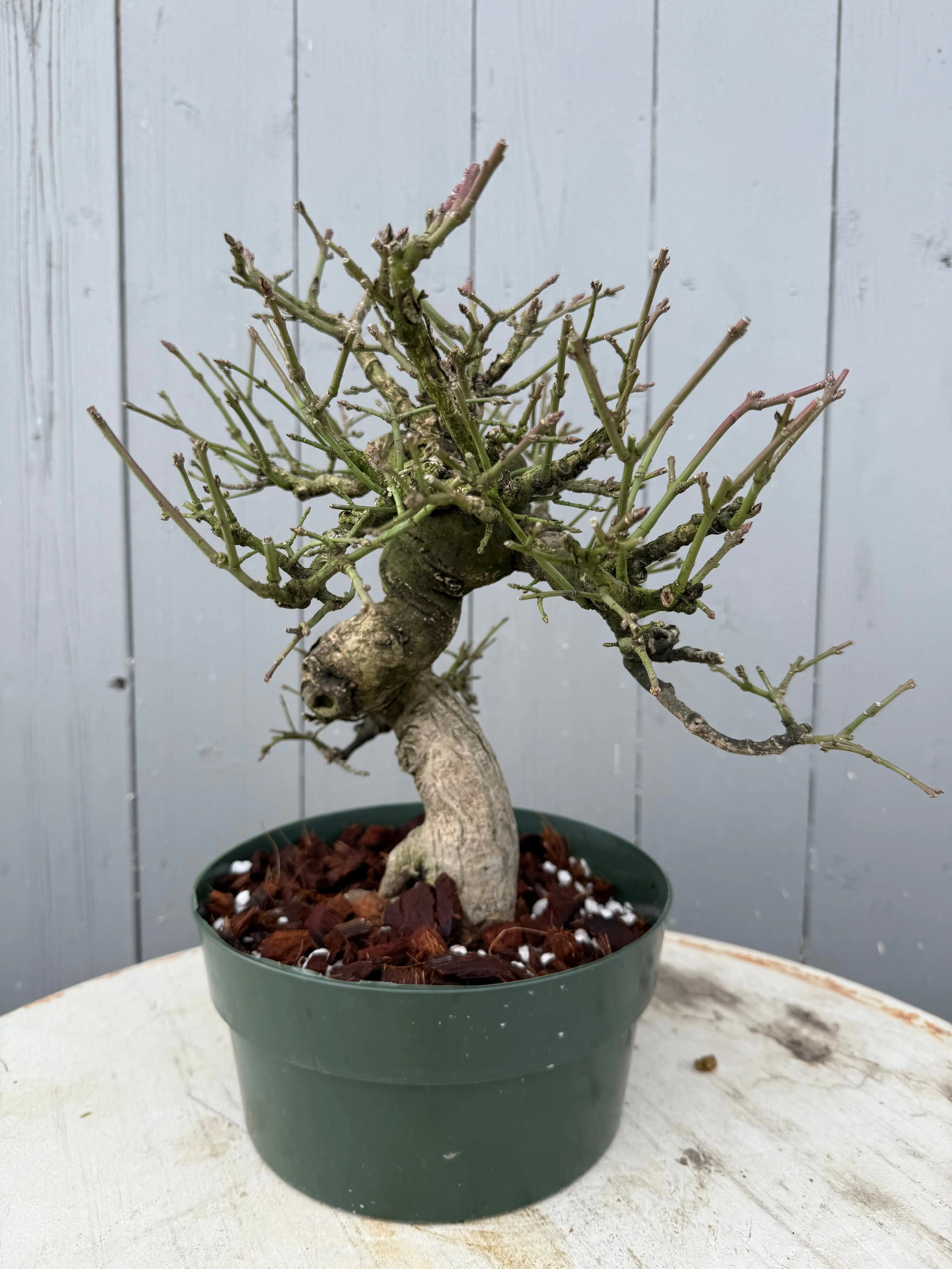 Euonymus Canada Bonsai
