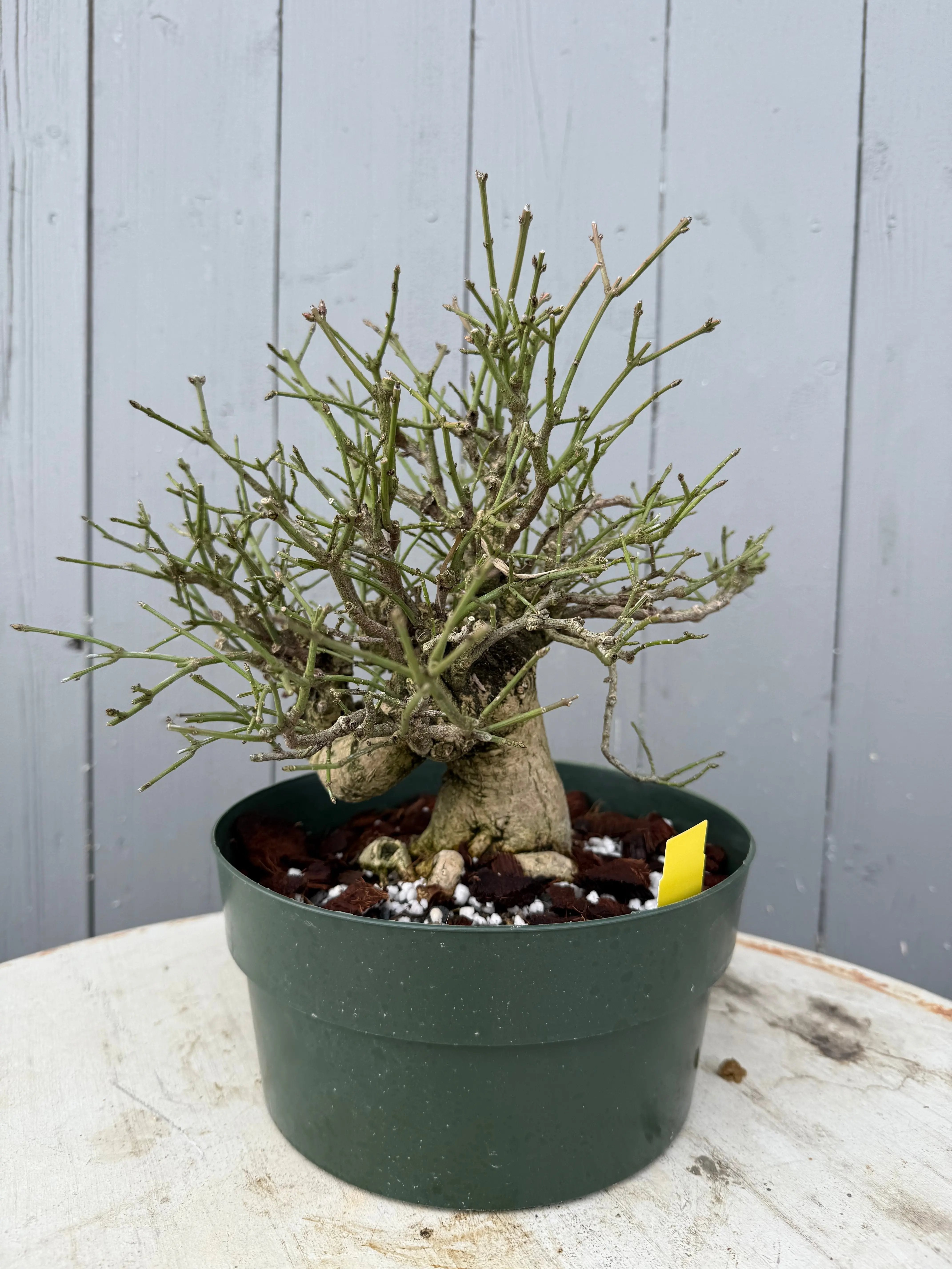 Euonymus Canada Bonsai