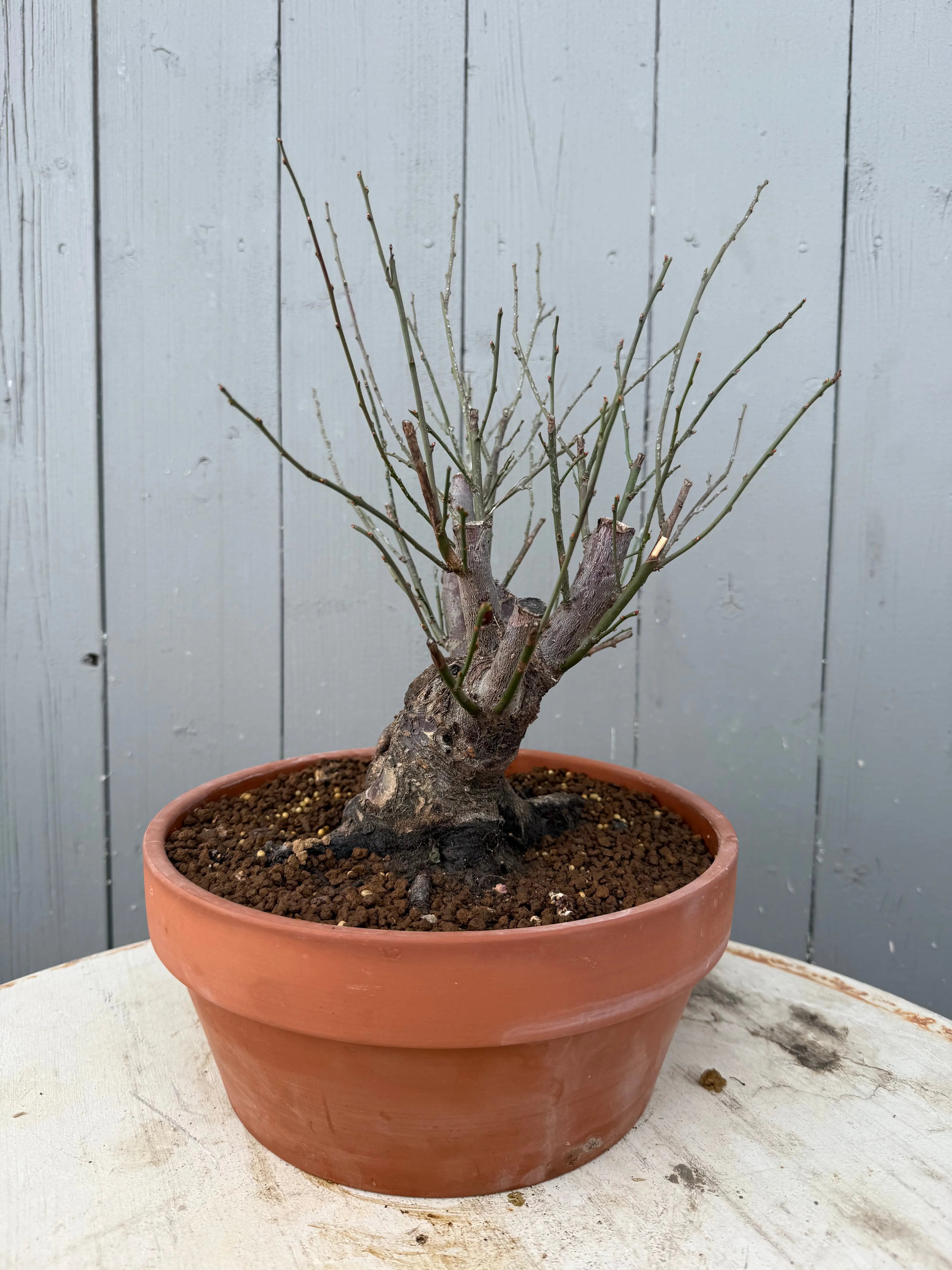 Prunus mume 'Dà gōngfěn' Canada Bonsai