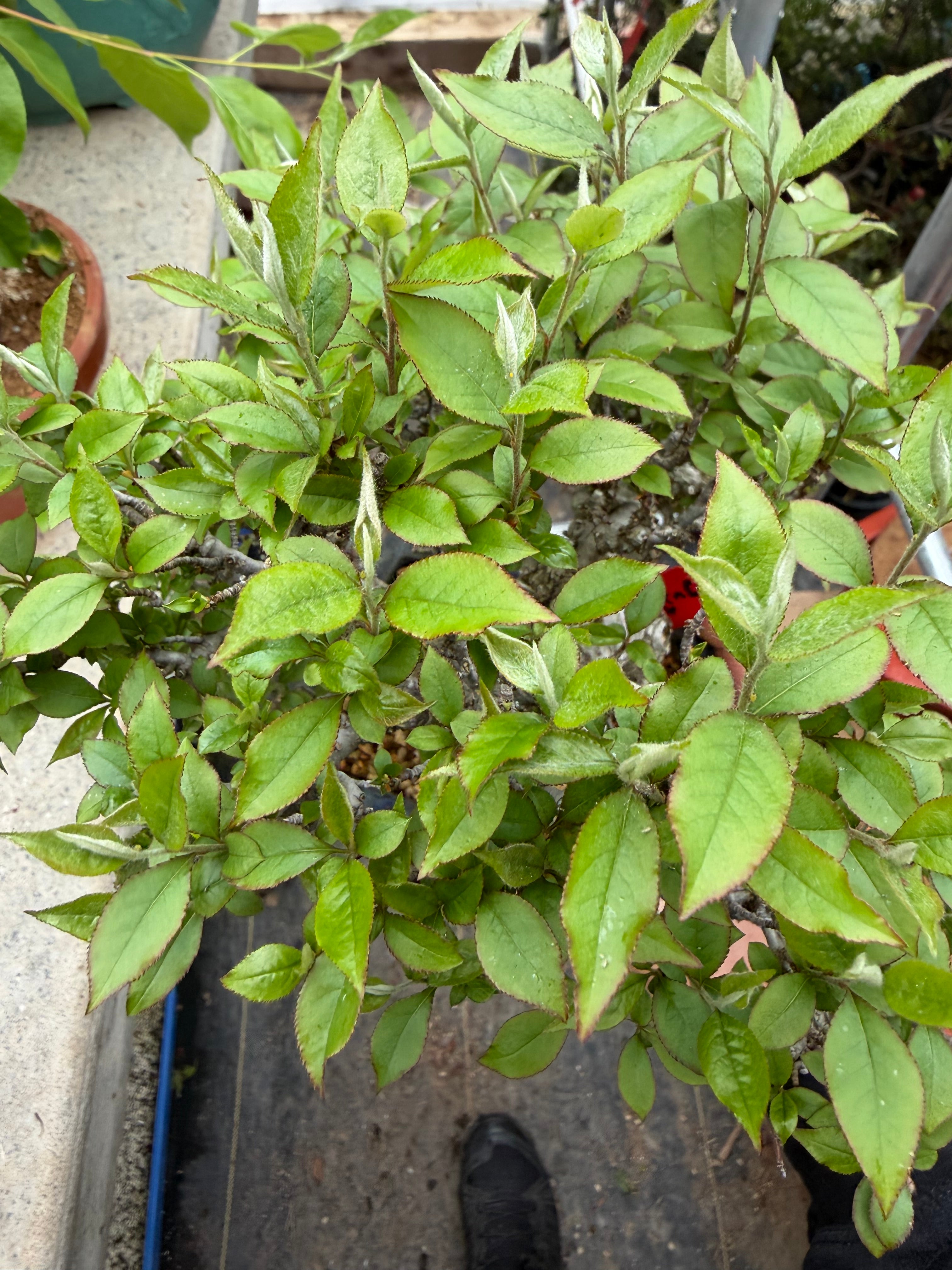 Ligustrum Arakawa *Voir note*