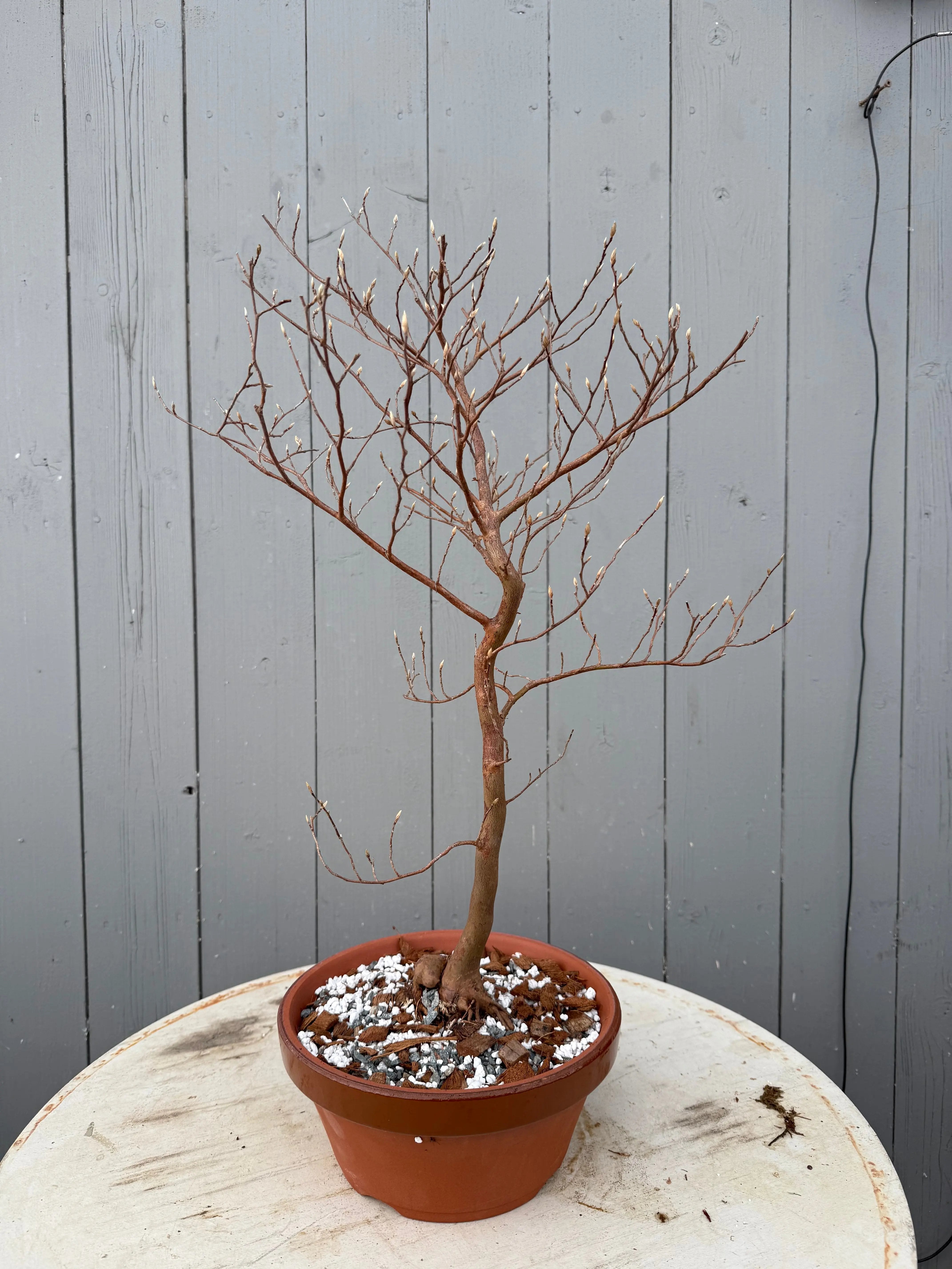 Stewartia monadelpha Canada Bonsai