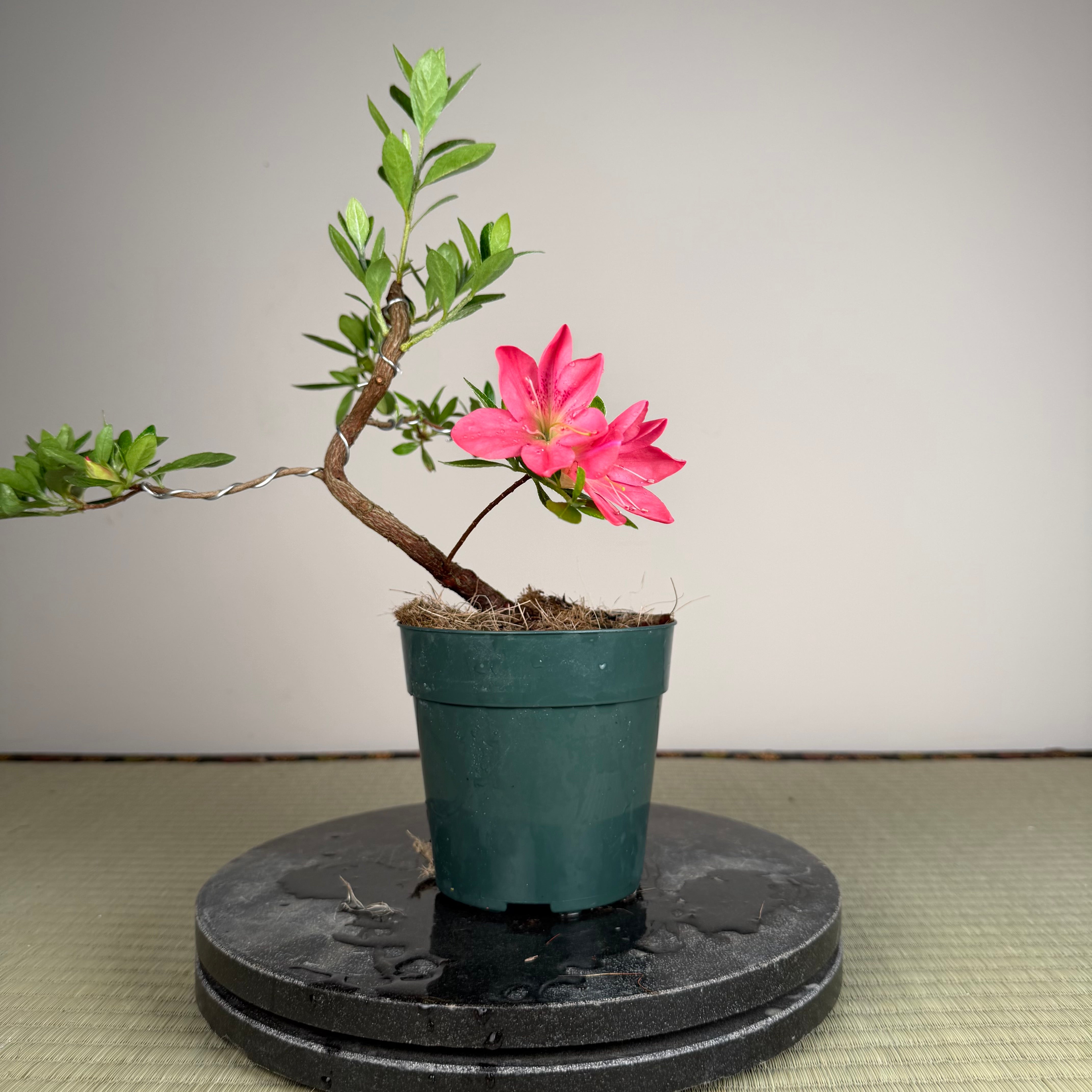 Rhododendron indicum 'Rin'