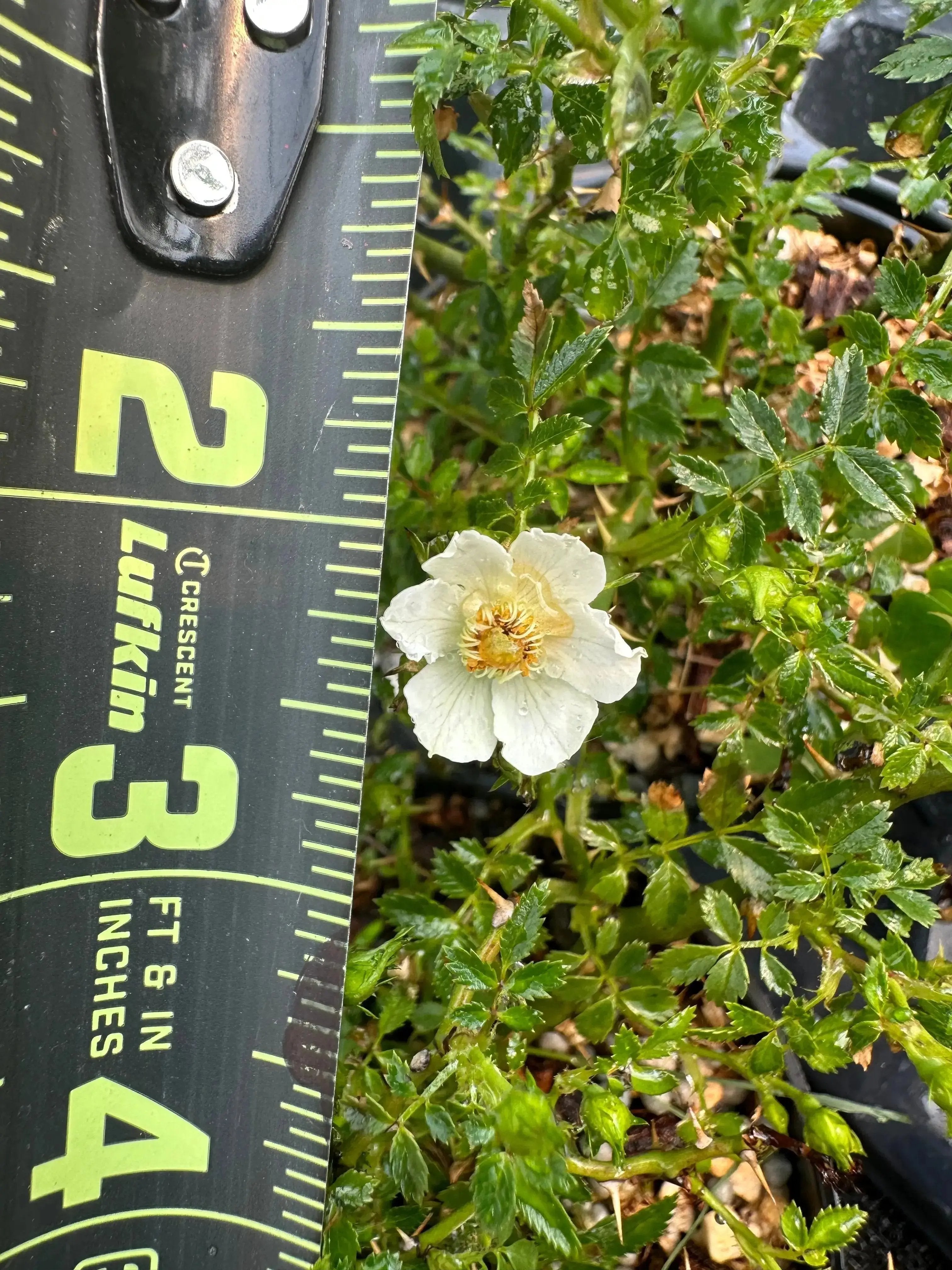 Rosa (white/pink) (medium)