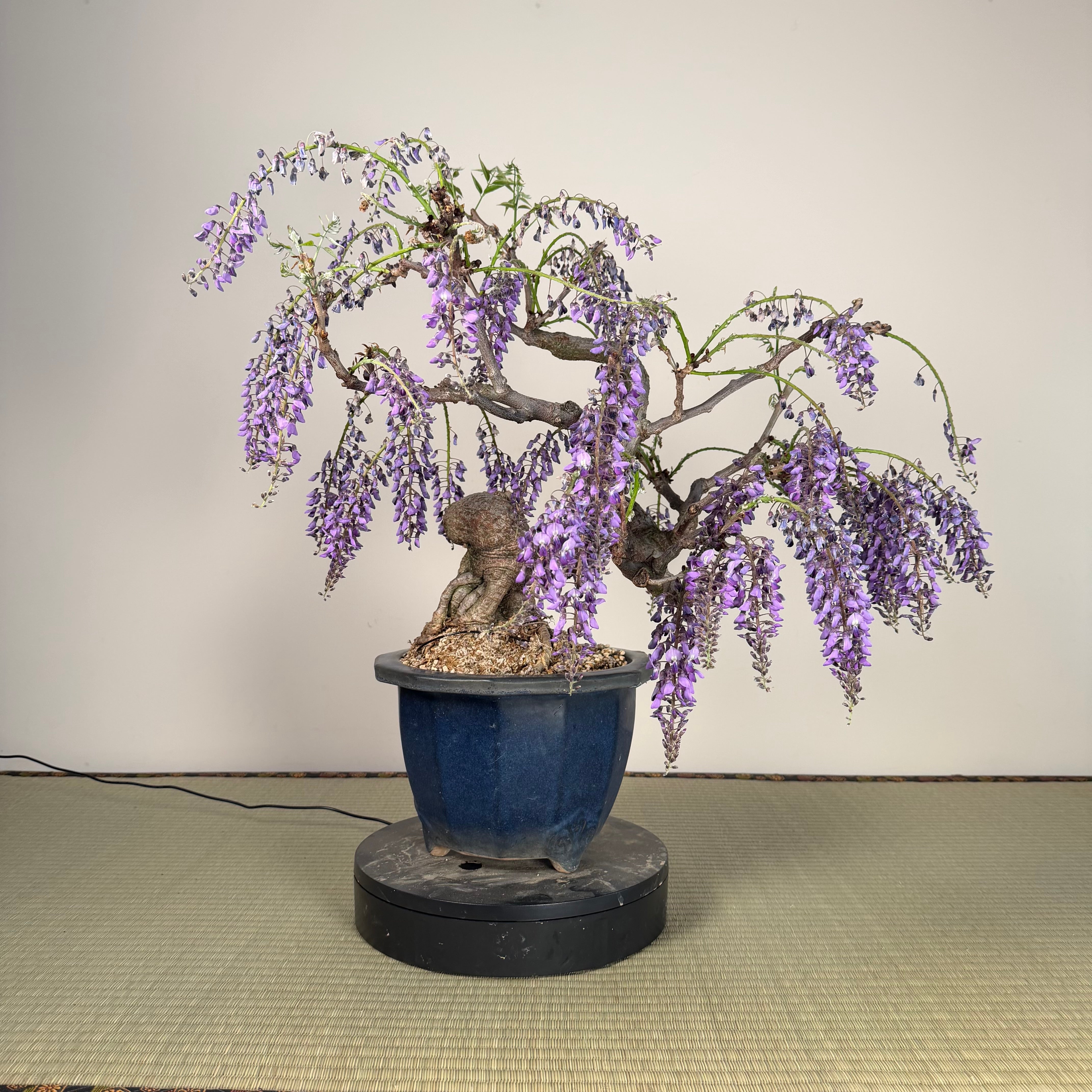 Glycine floribunda
