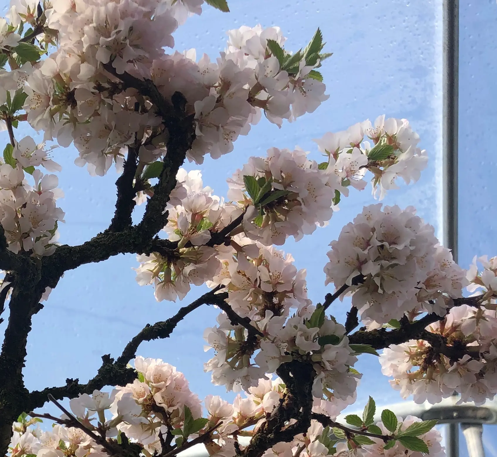 Prunus tomentosa (cutting-grown) Canada Bonsai