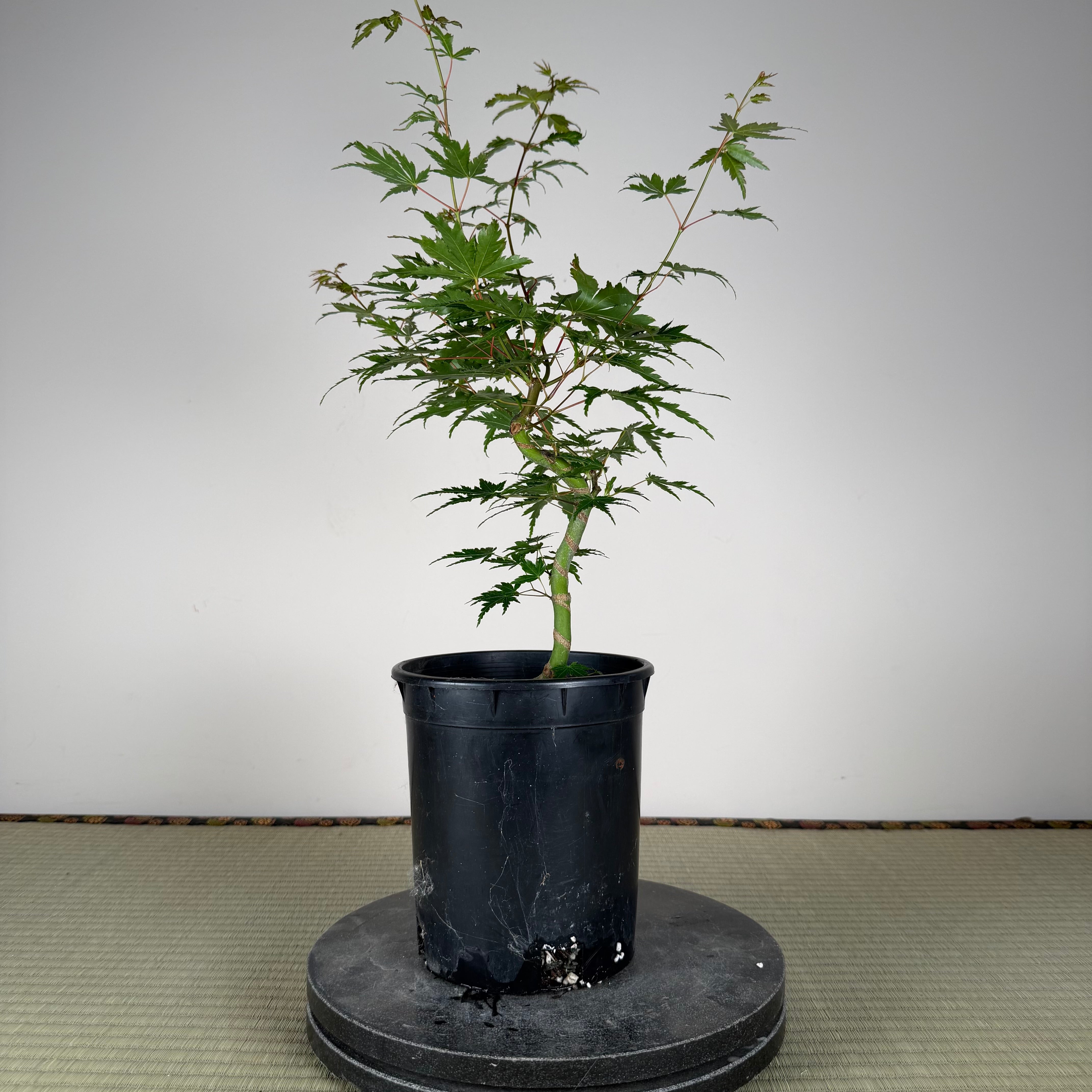 Acer palmatum 'Yves' Select' (chef's choice)
