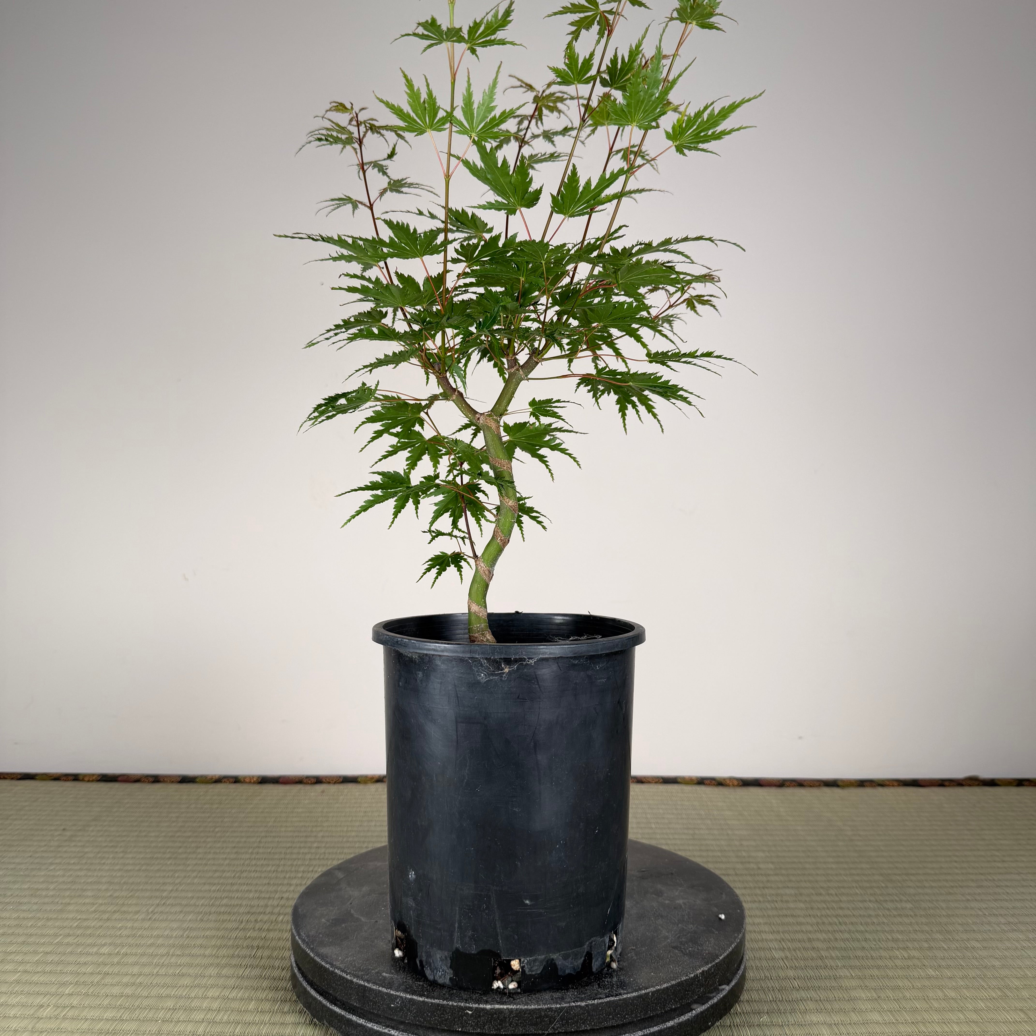 Acer palmatum 'Yves' Select' #2