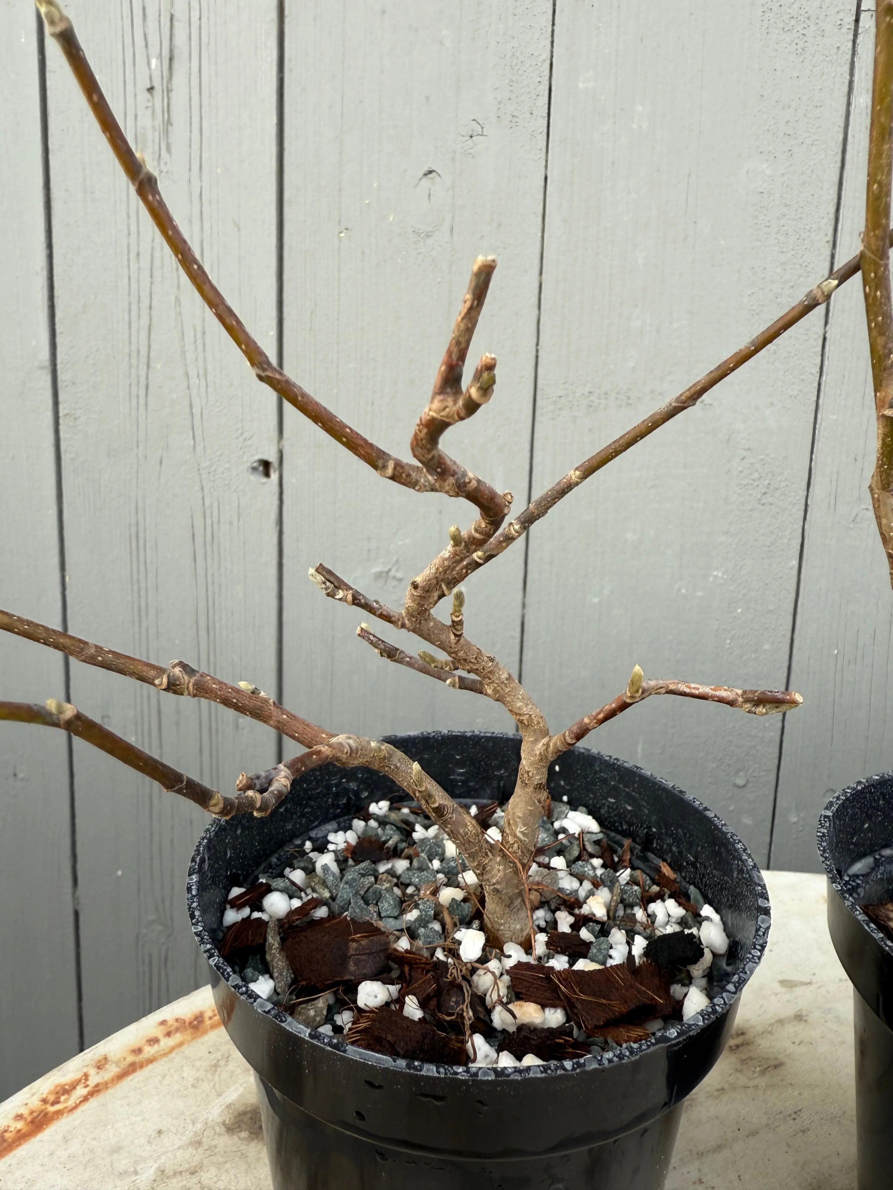 Magnolia Canada Bonsai