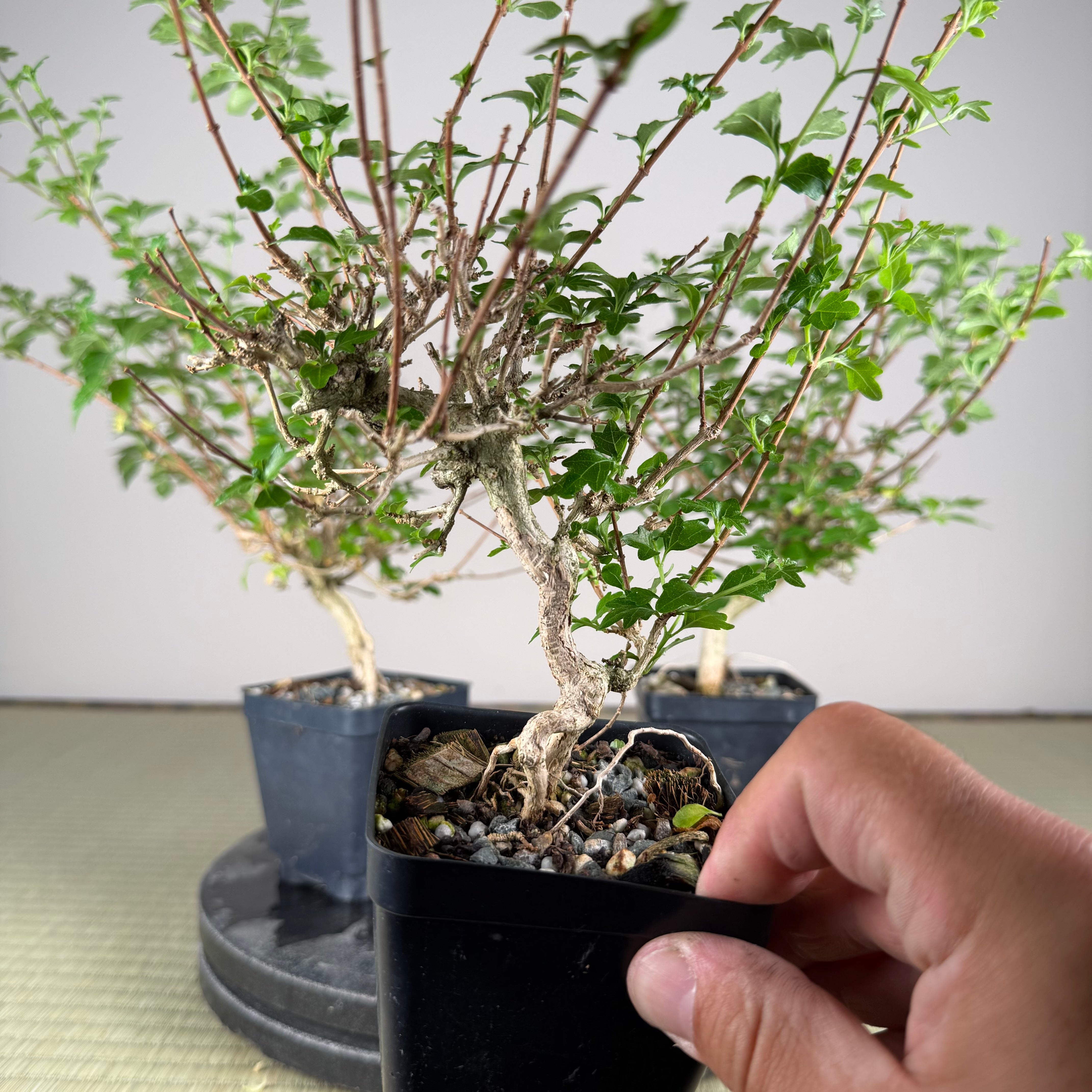 Premna japonica (boutures racinées)