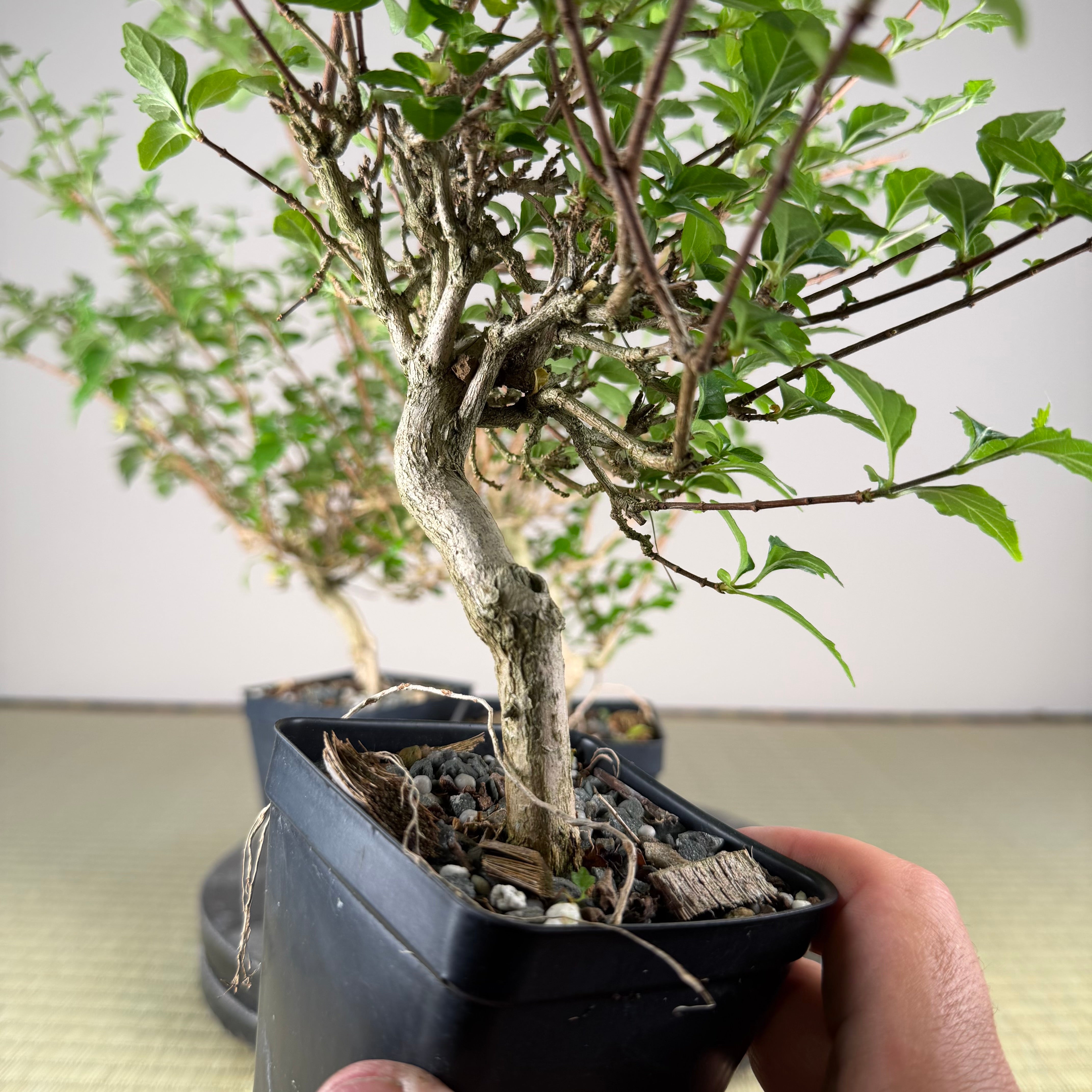 Premna japonica (boutures racinées)