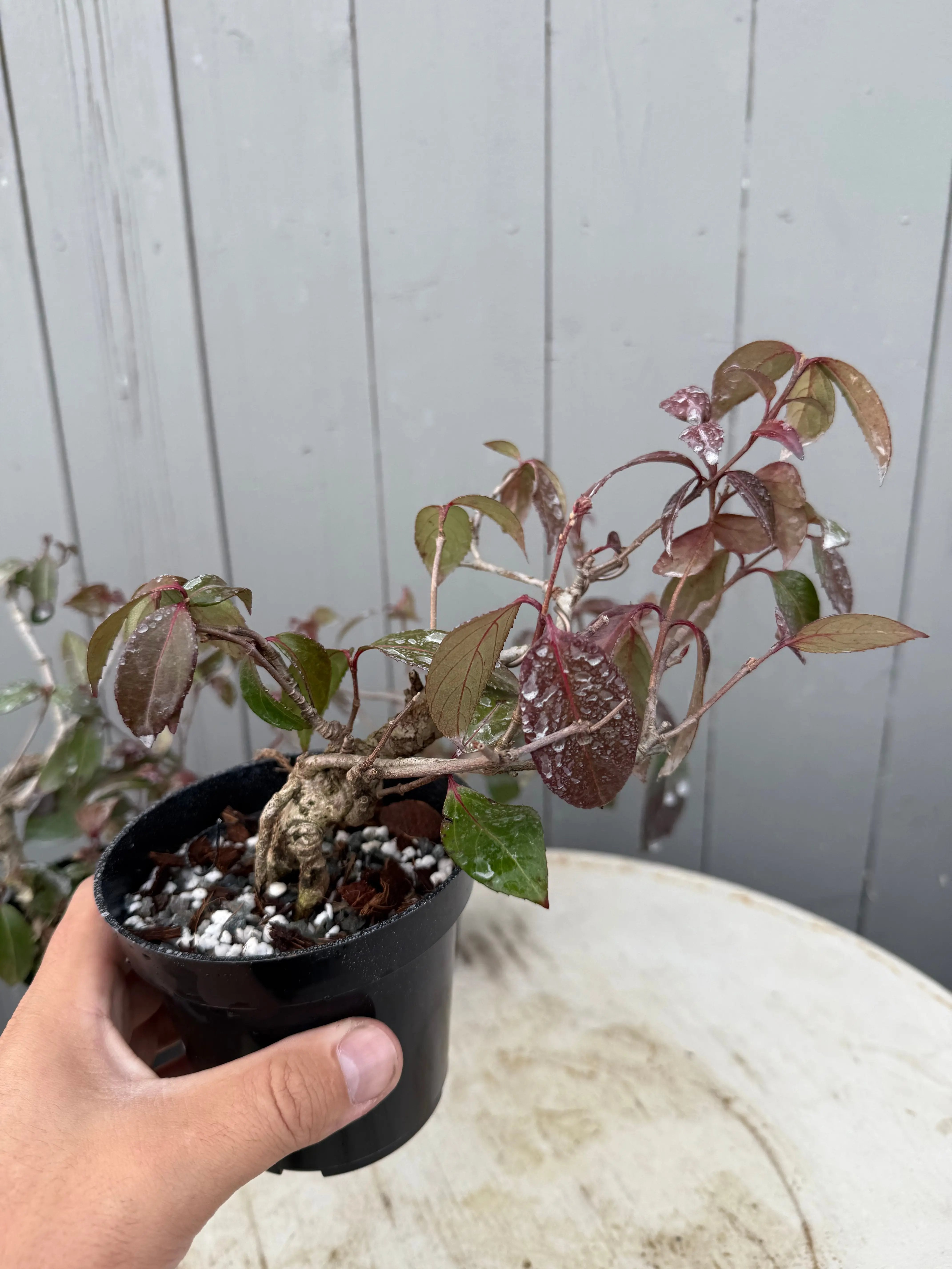 Kadsura japonica Canada Bonsai