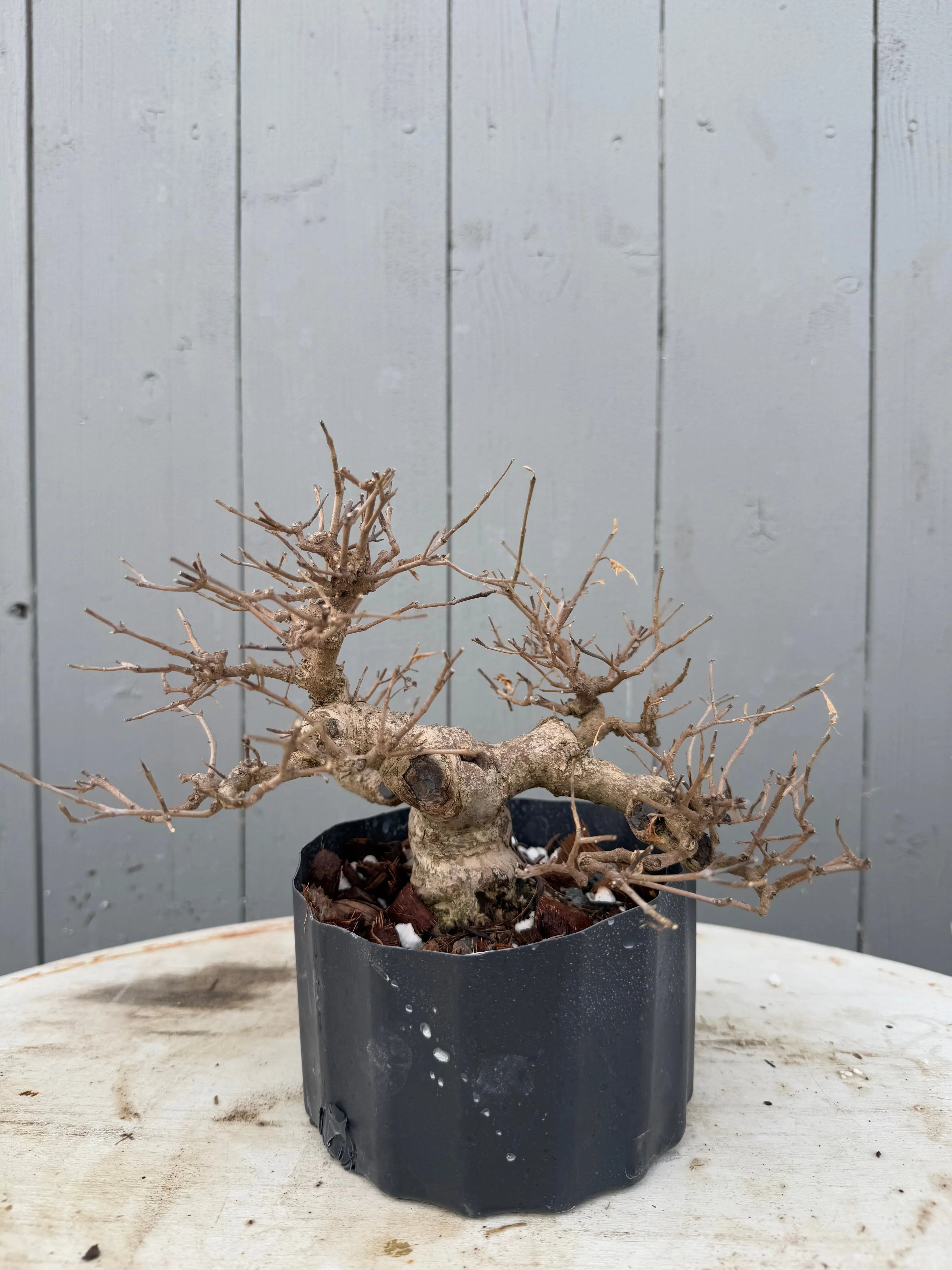 Callicarpa japonica Canada Bonsai