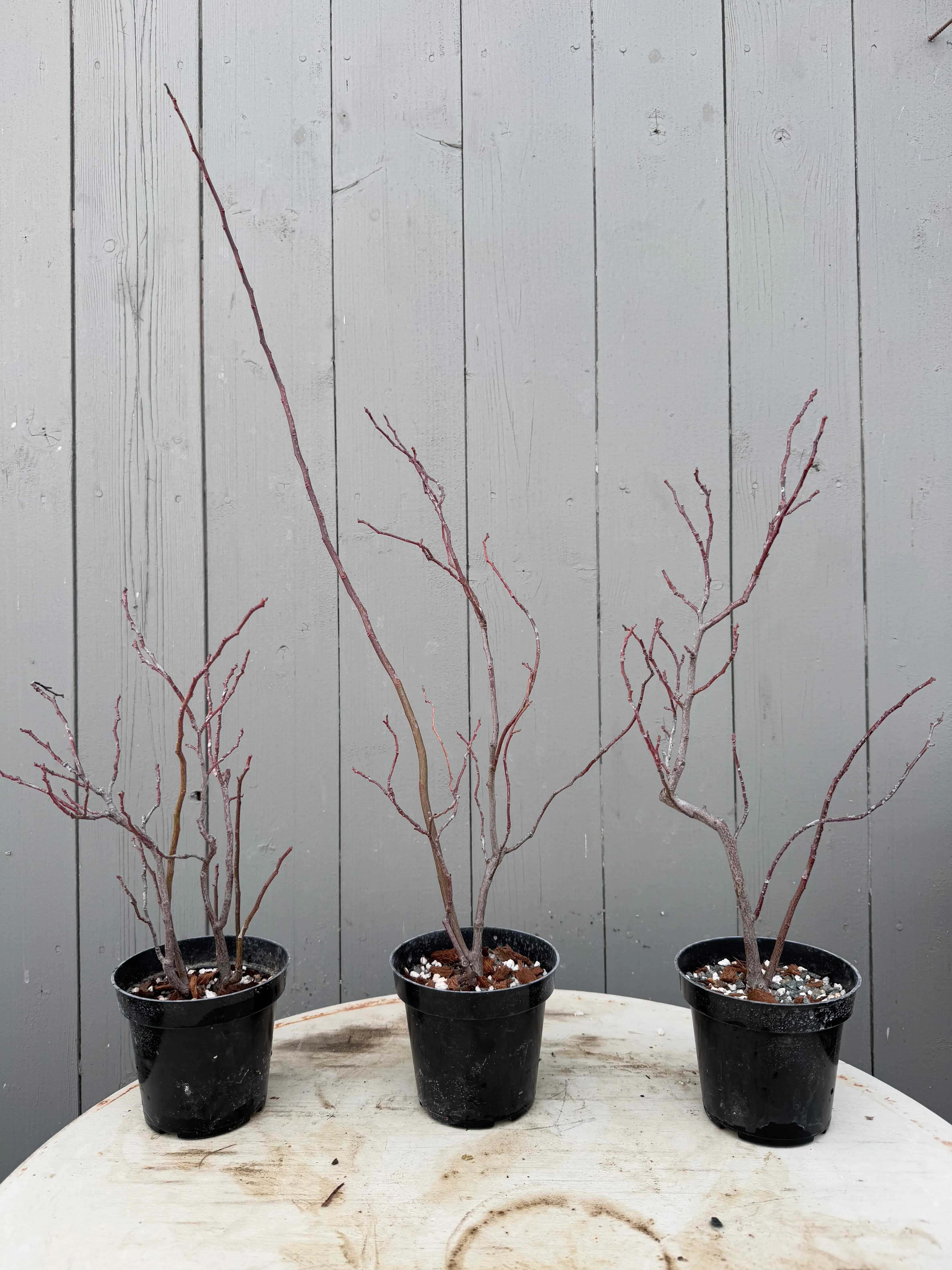 Itea japonica Canada Bonsai