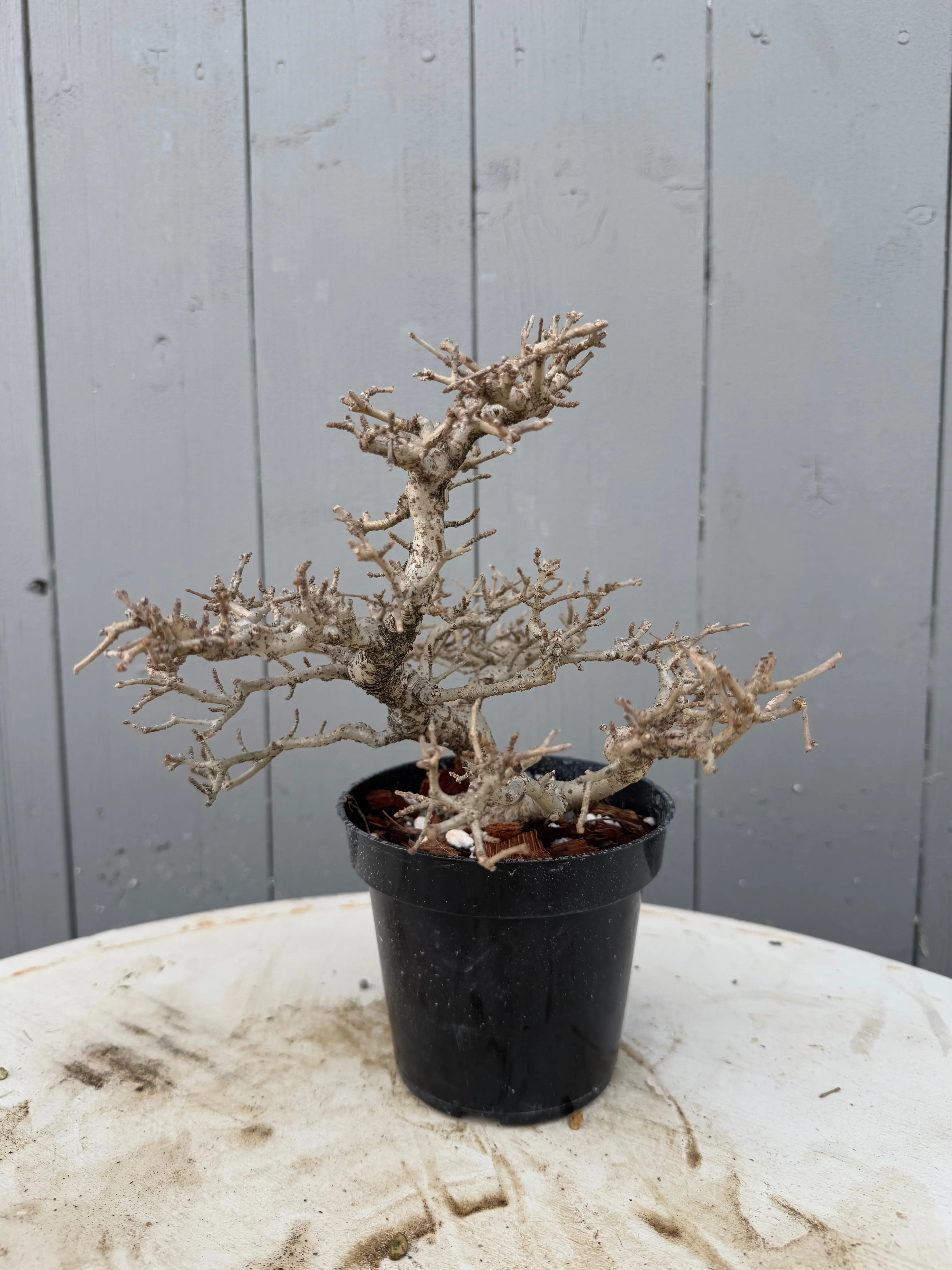 Ligustrum obtusifolium Canada Bonsai