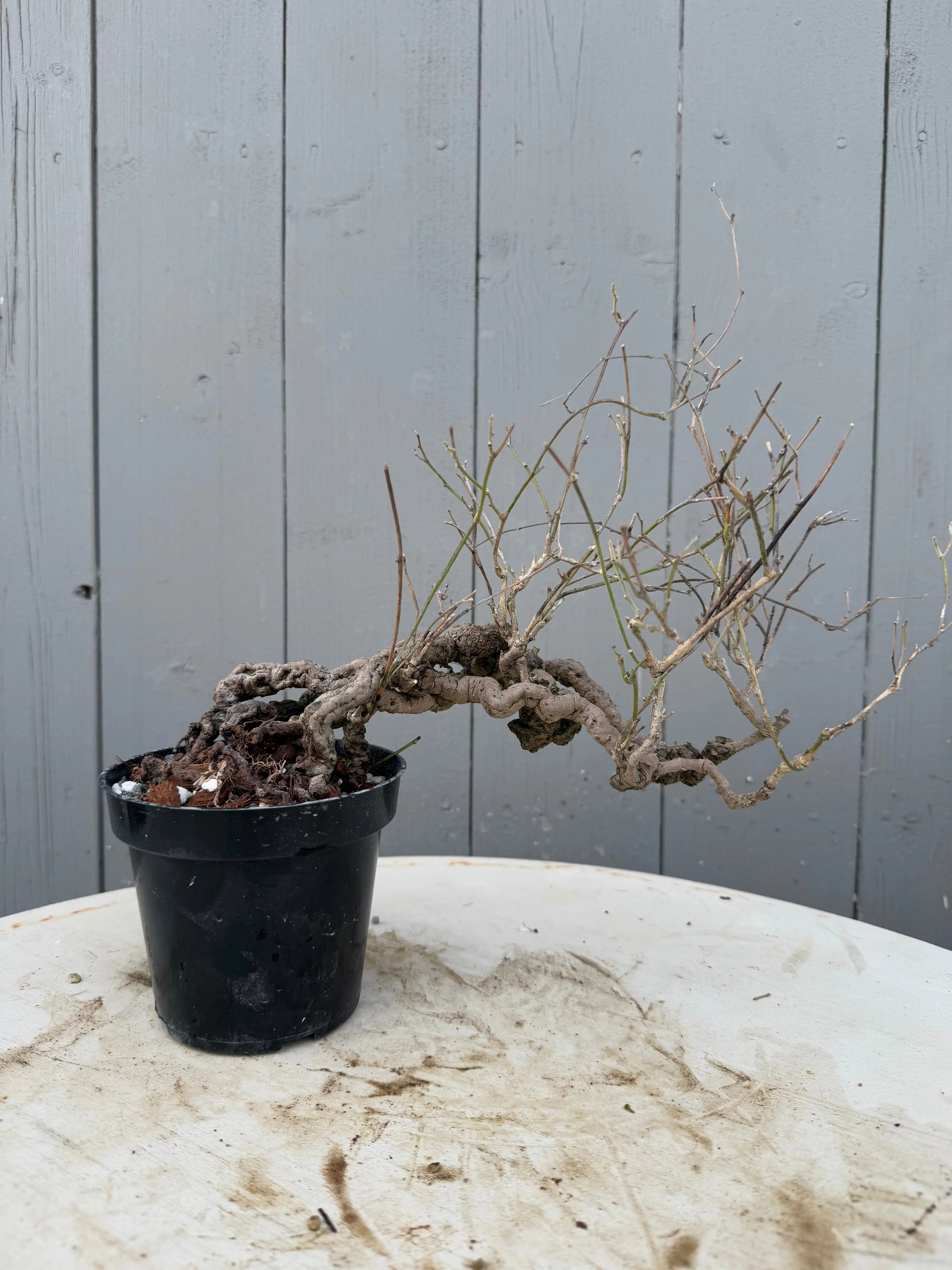 Cocculus orbiculatus Canada Bonsai