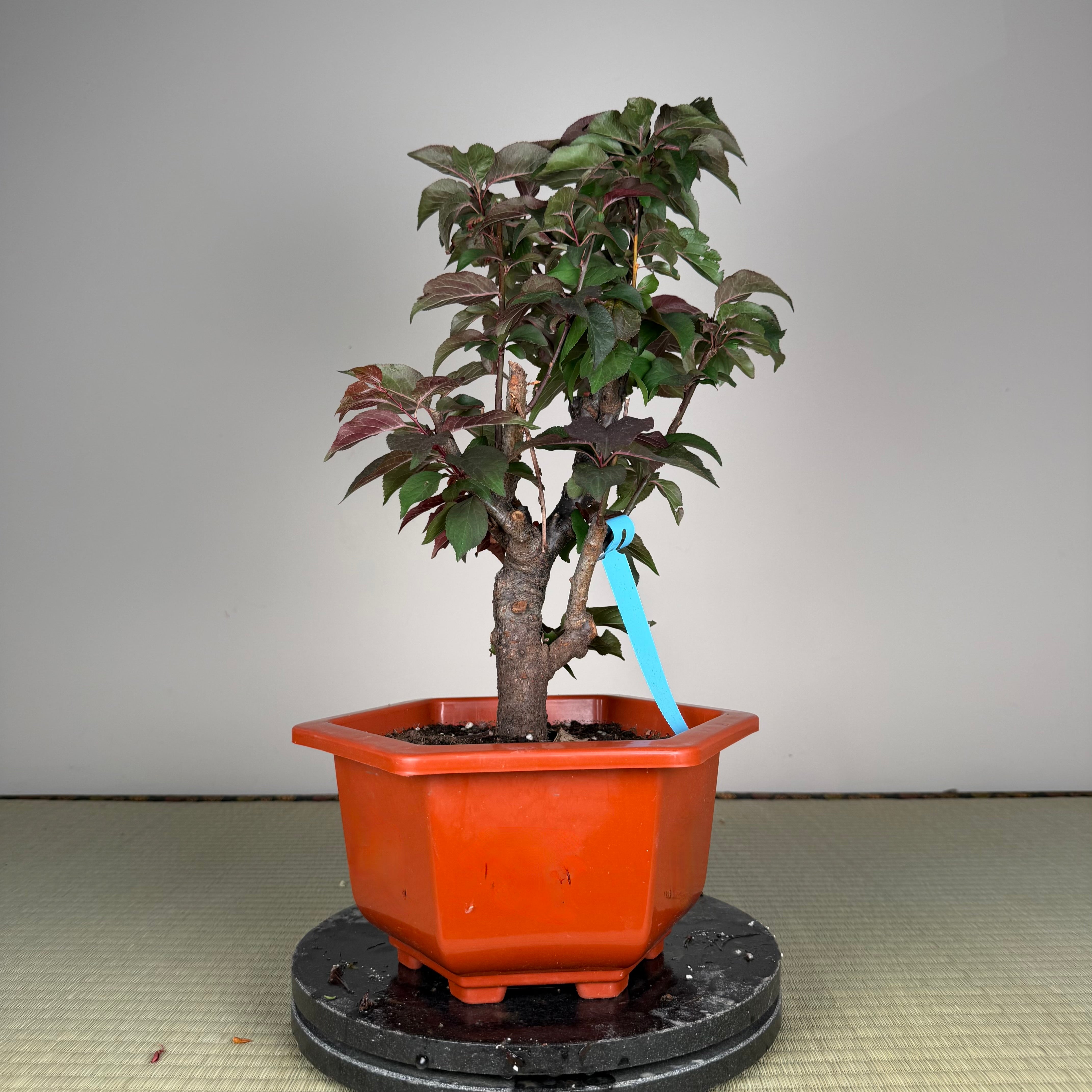 Prunus mume 'Měirén méi' #3