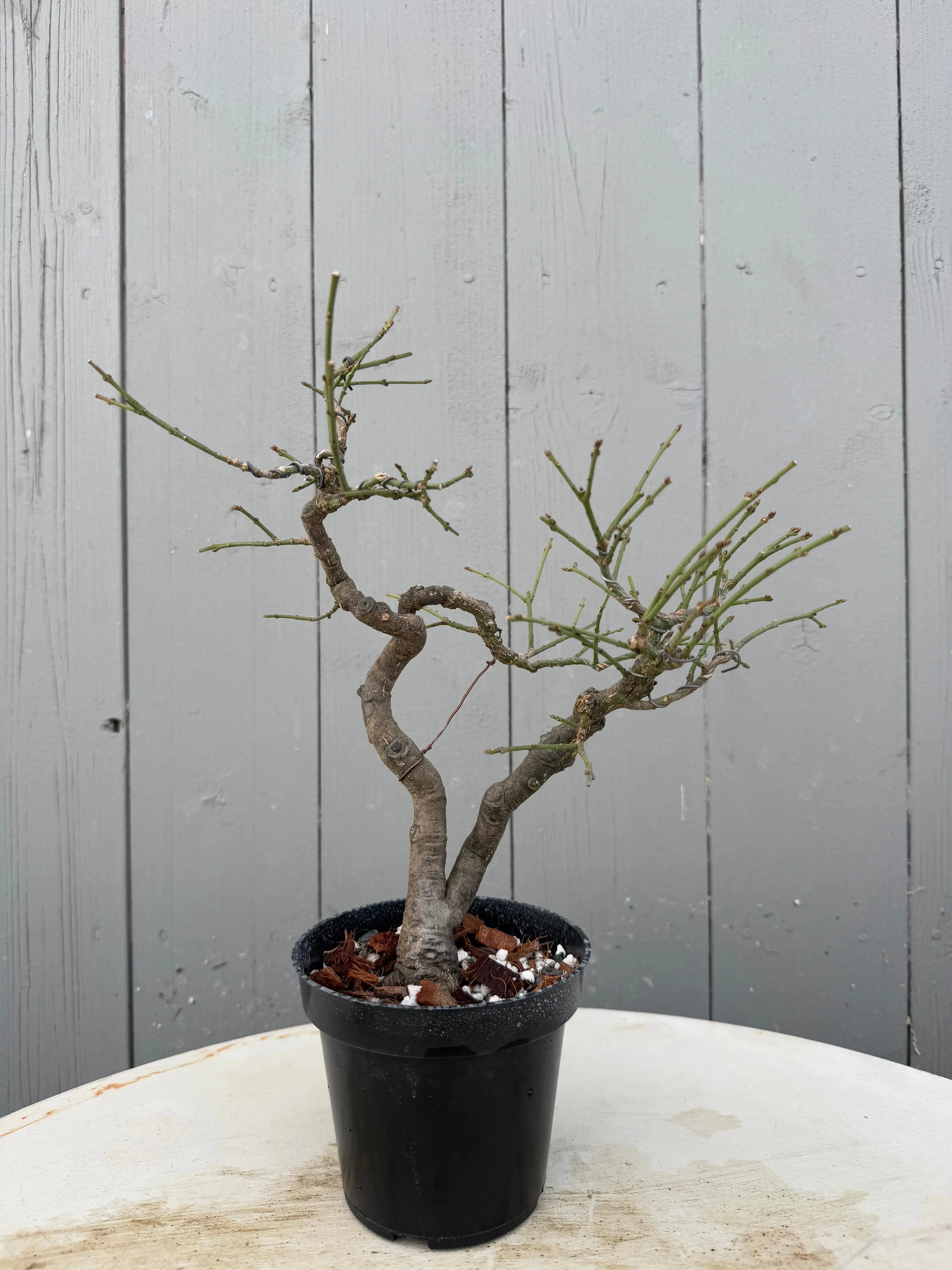Euonymus Canada Bonsai