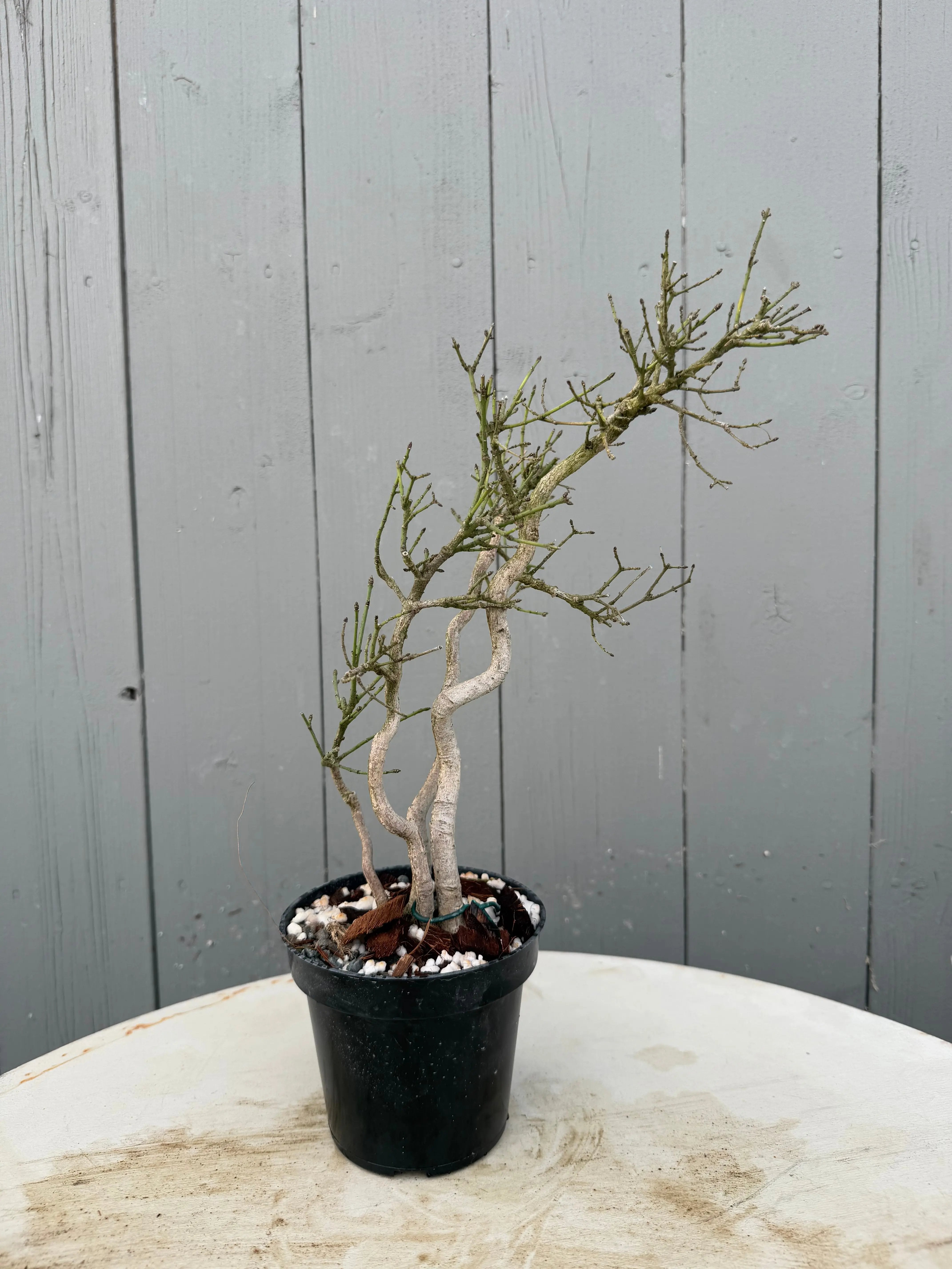 Euonymus Canada Bonsai