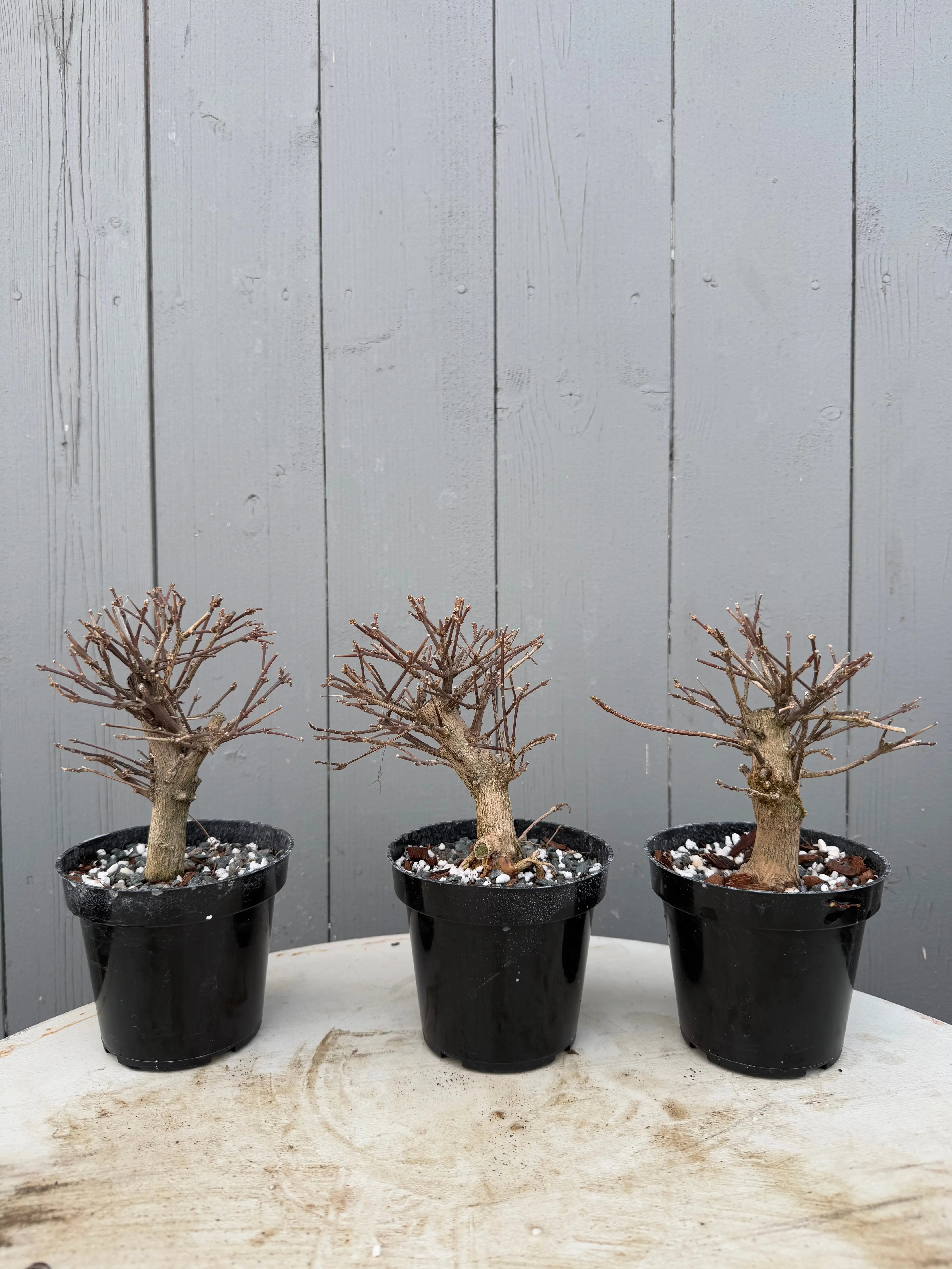 Premna japonica Canada Bonsai