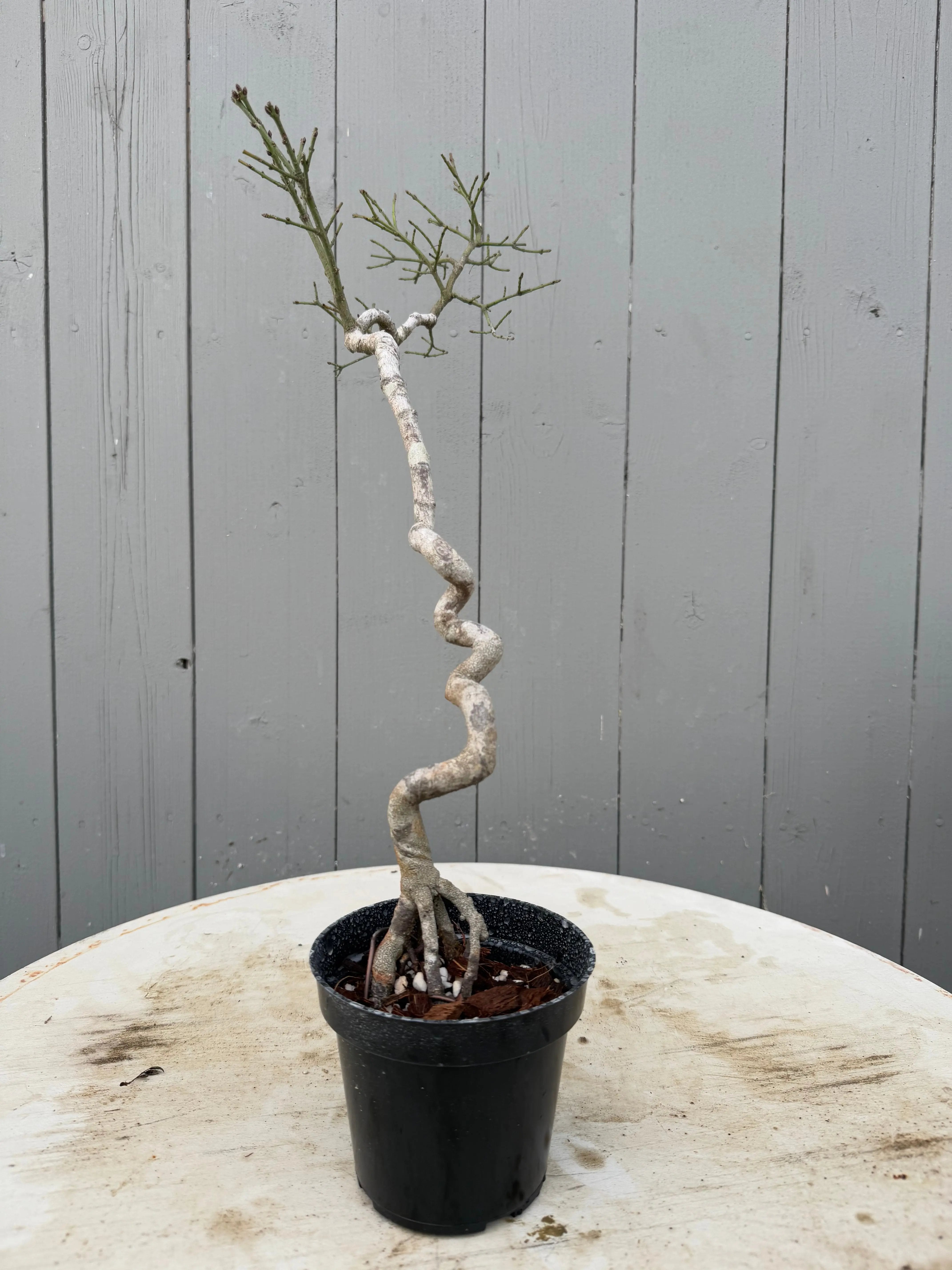 Euonymus Canada Bonsai