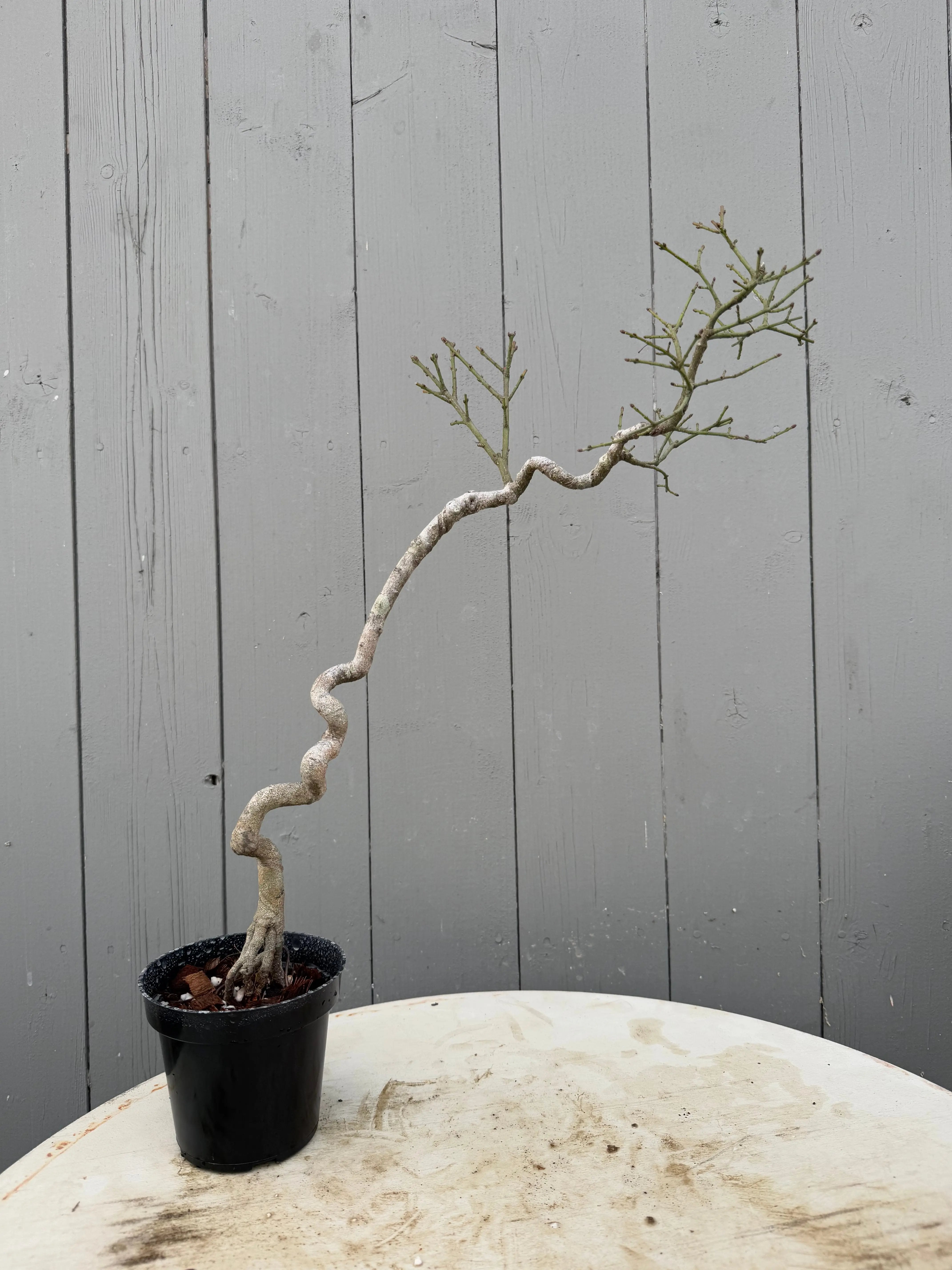 Euonymus Canada Bonsai