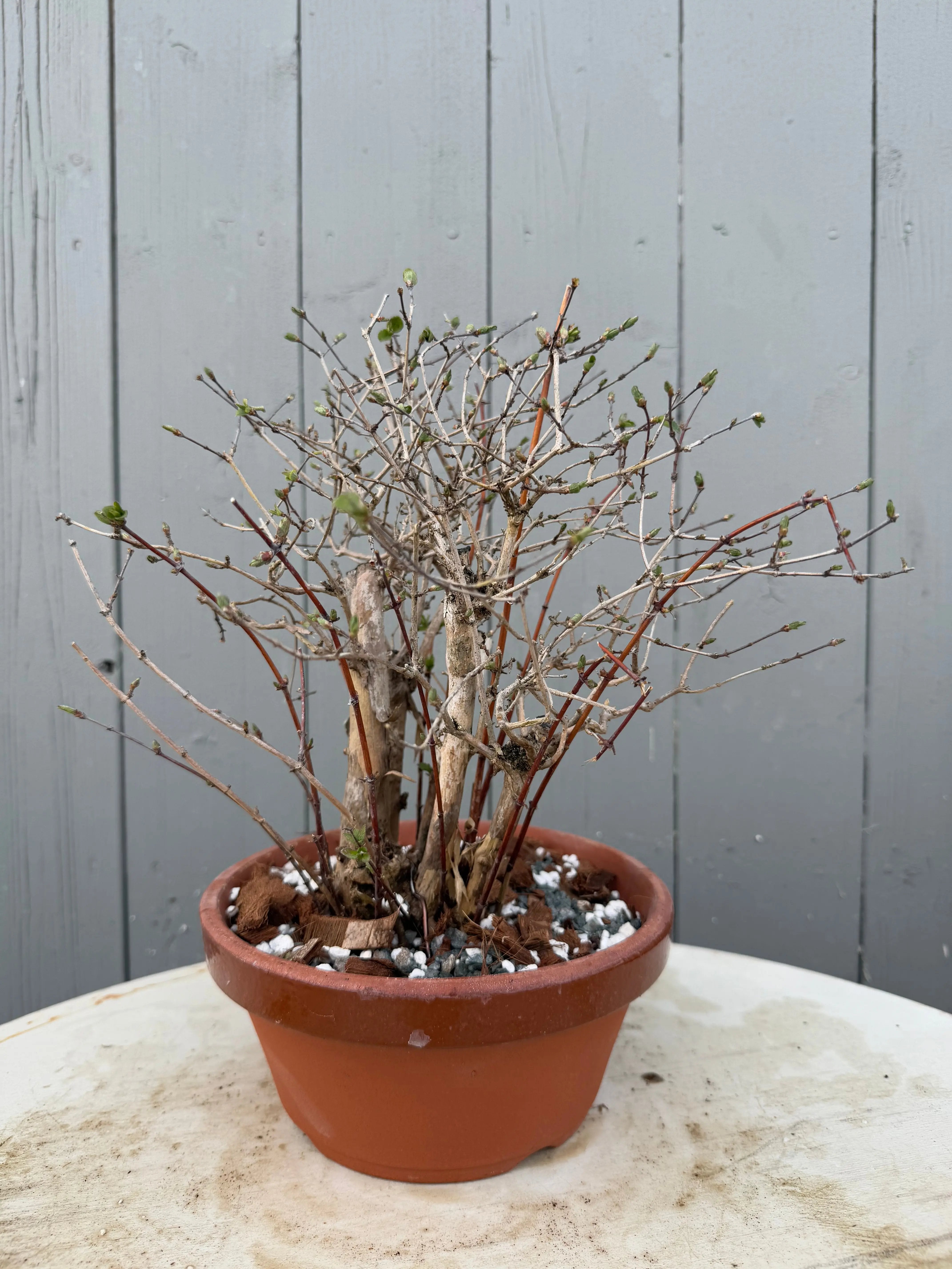 Lonicera gracilipes Canada Bonsai