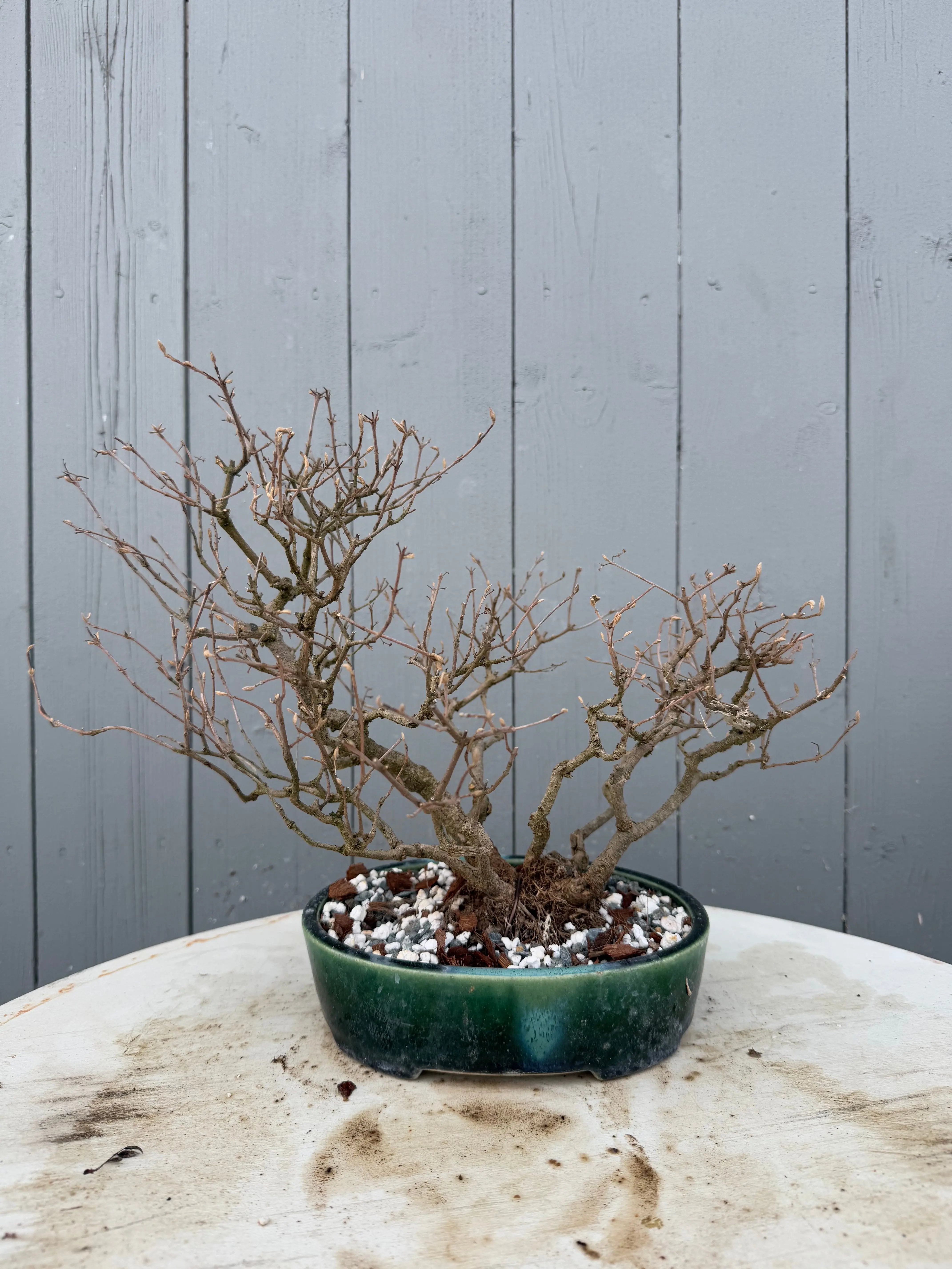 Callicarpa japonica Canada Bonsai