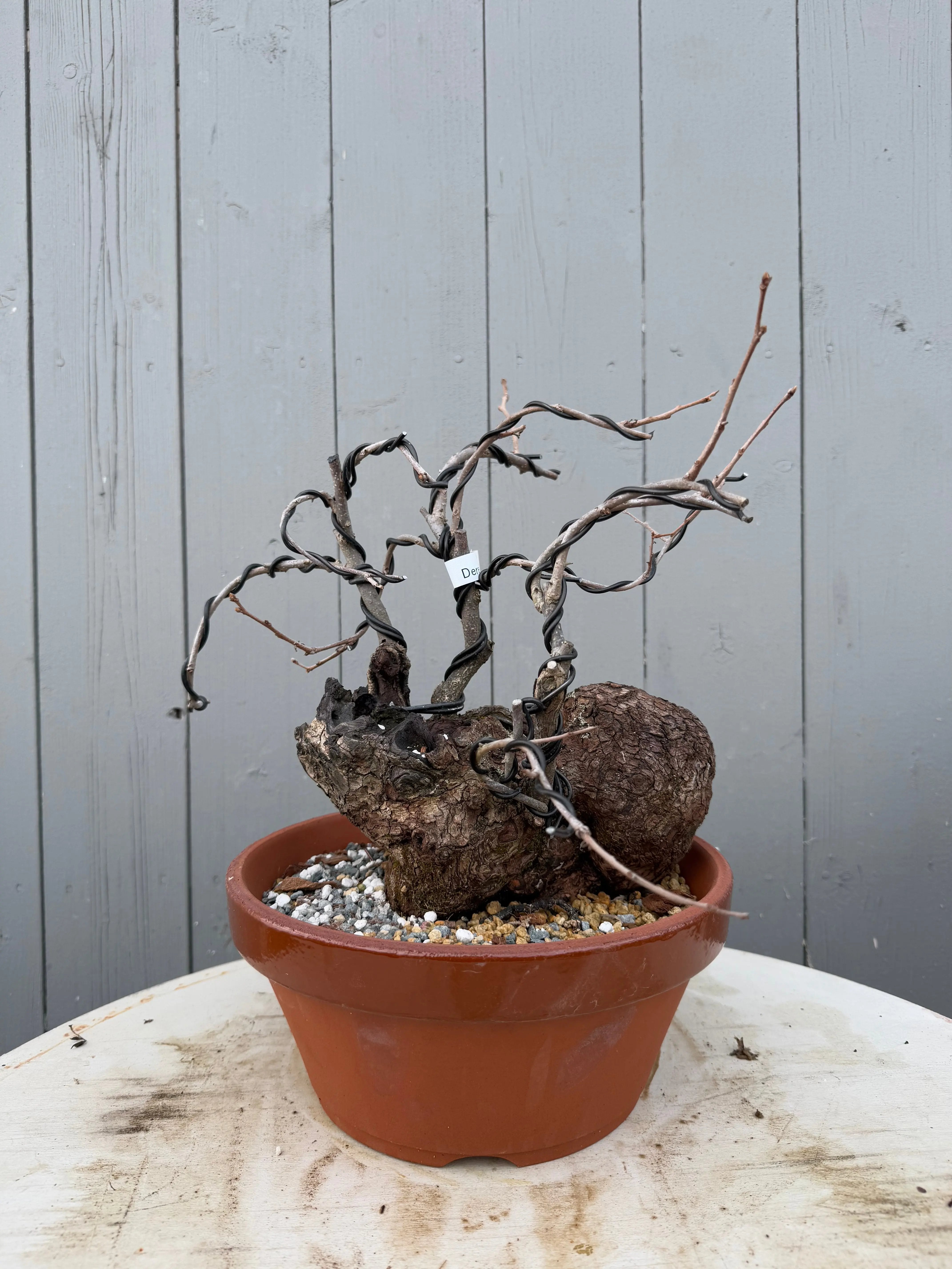 Diospyros Kaki Canada Bonsai