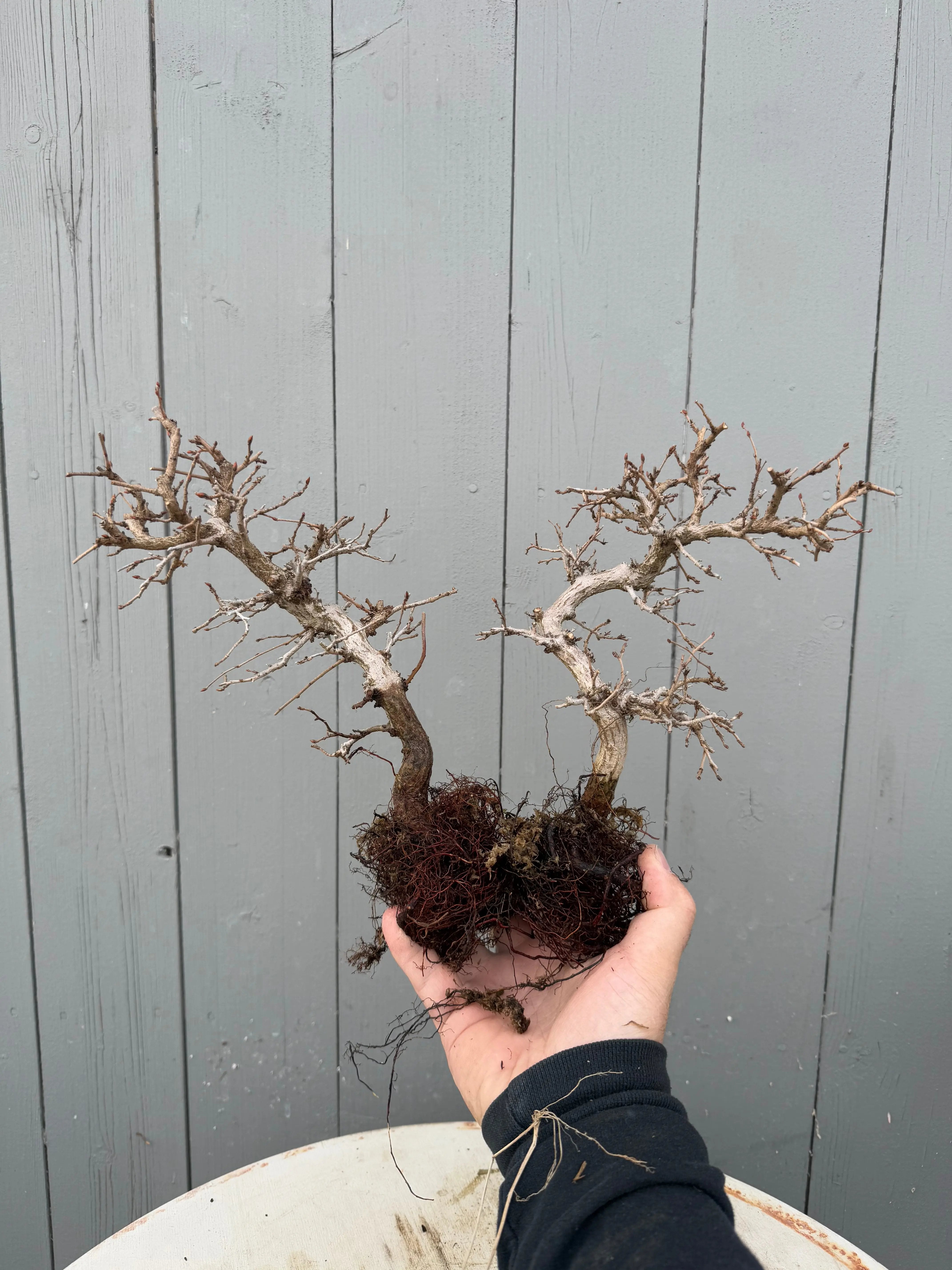 Carpinus turczaninowii Canada Bonsai