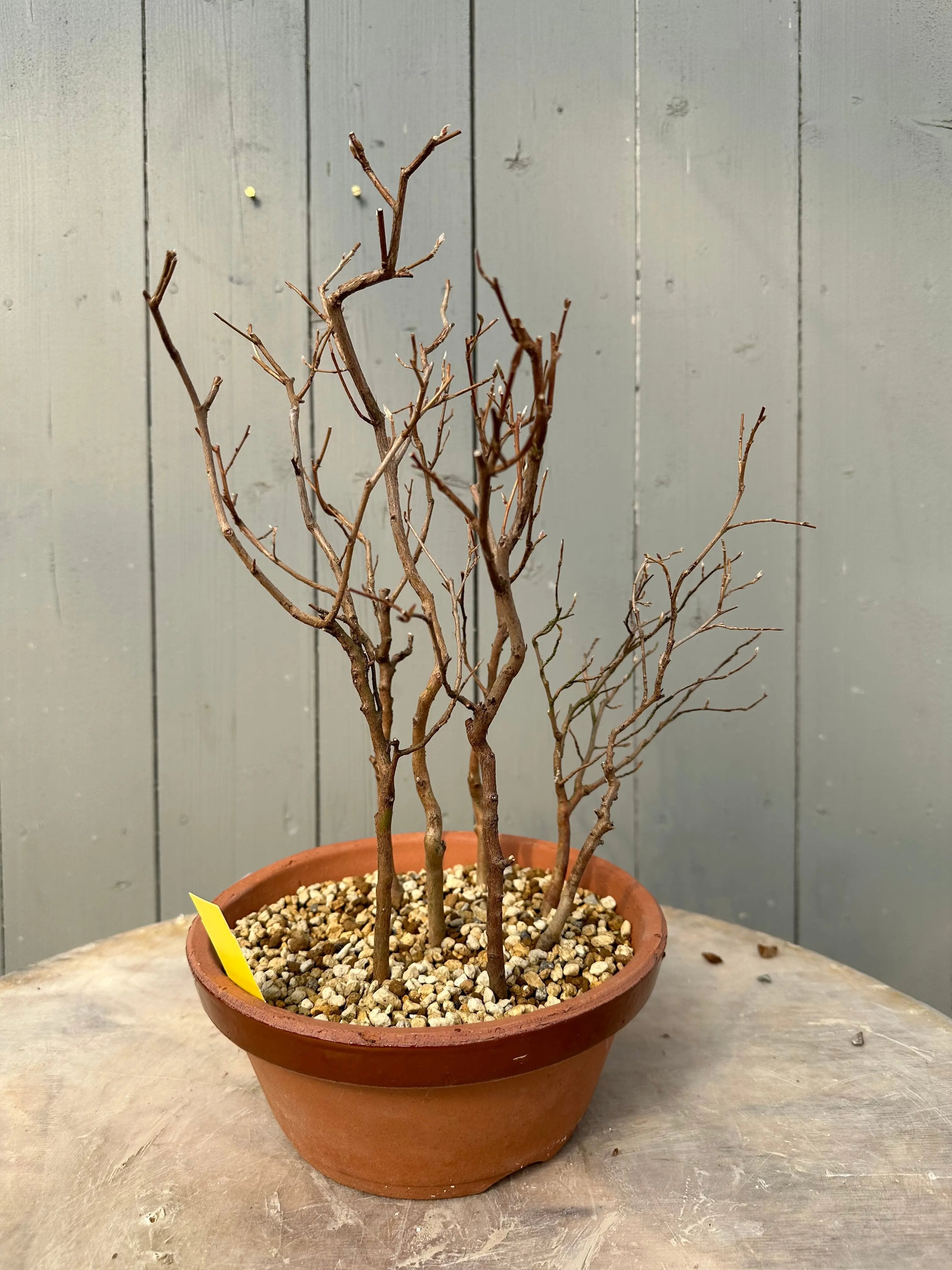 Stewartia #10 Canada Bonsai