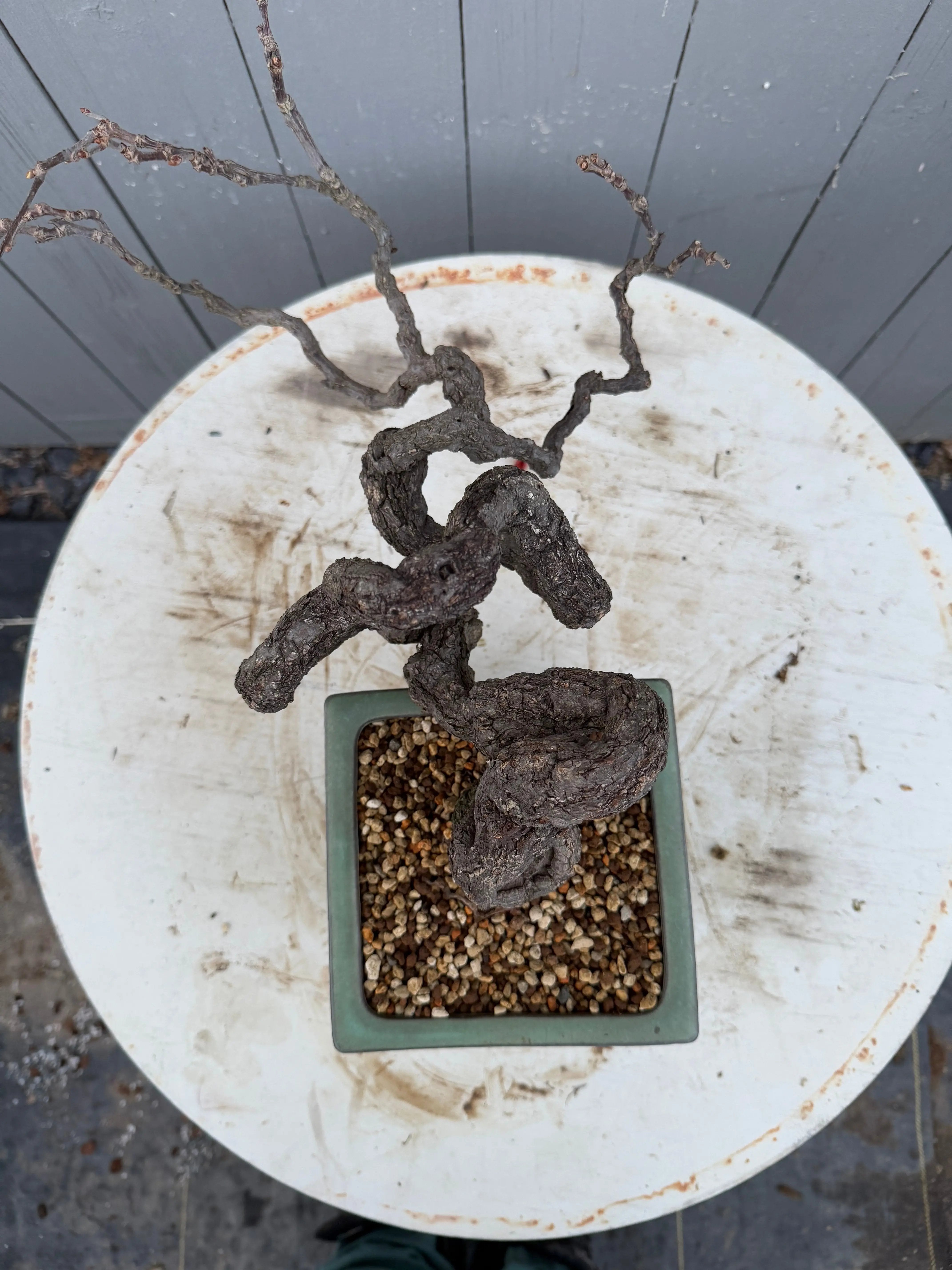 Parthenocissus quinquefolia (Antique pot) Canada Bonsai