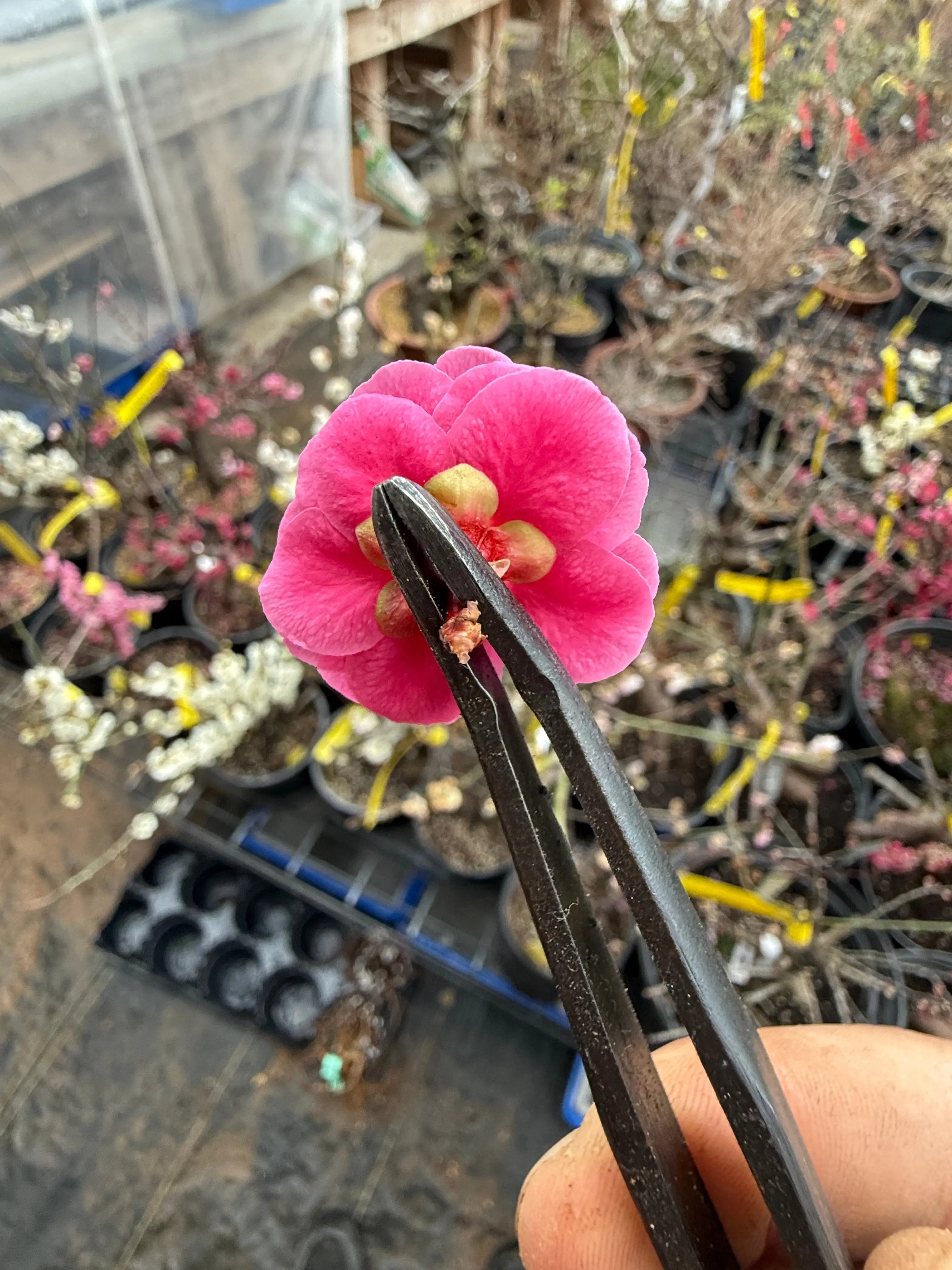 Prunus mume (weeping red variety) Canada Bonsai