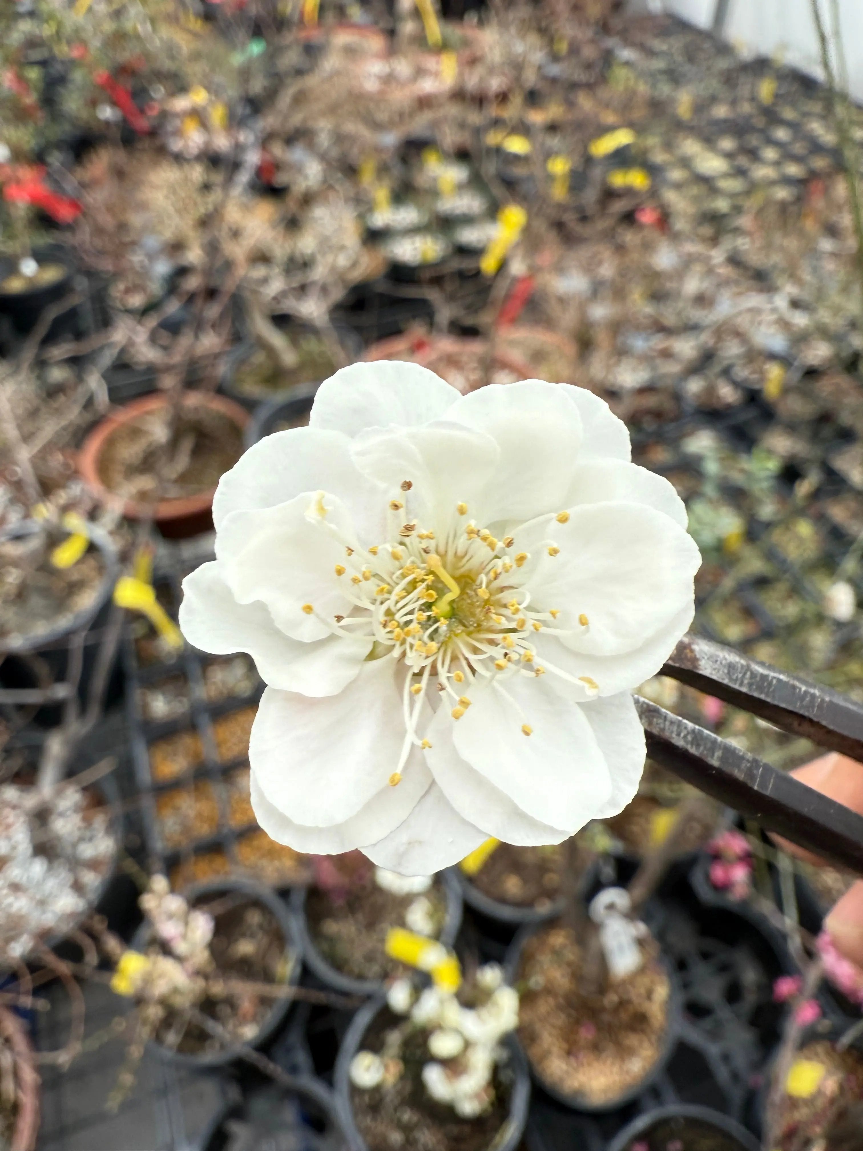 Prunus mume 'SHÀNGGUĀN WǍN'ÉR' Canada Bonsai