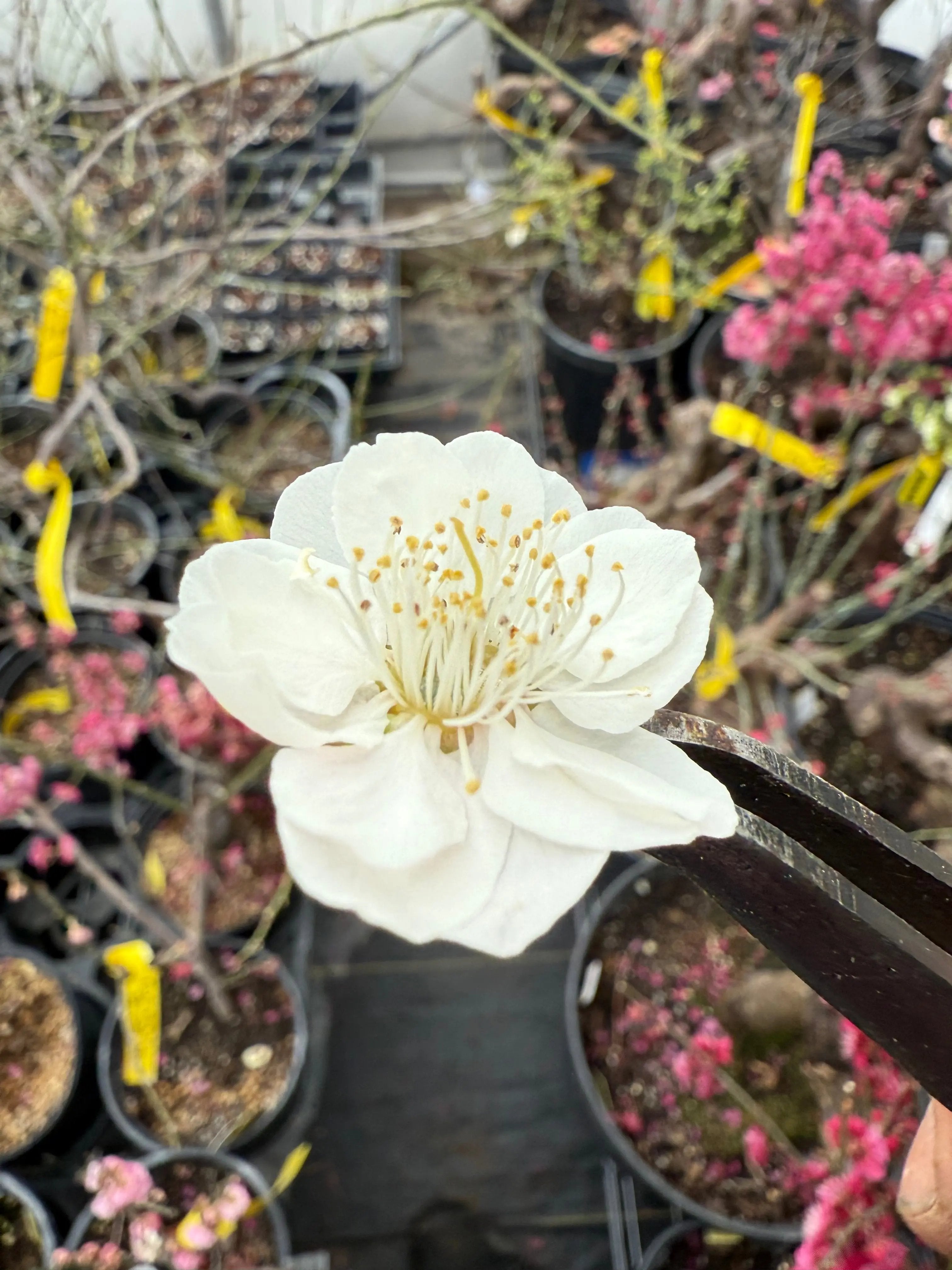 Prunus mume 'SHÀNGGUĀN WǍN'ÉR' Canada Bonsai