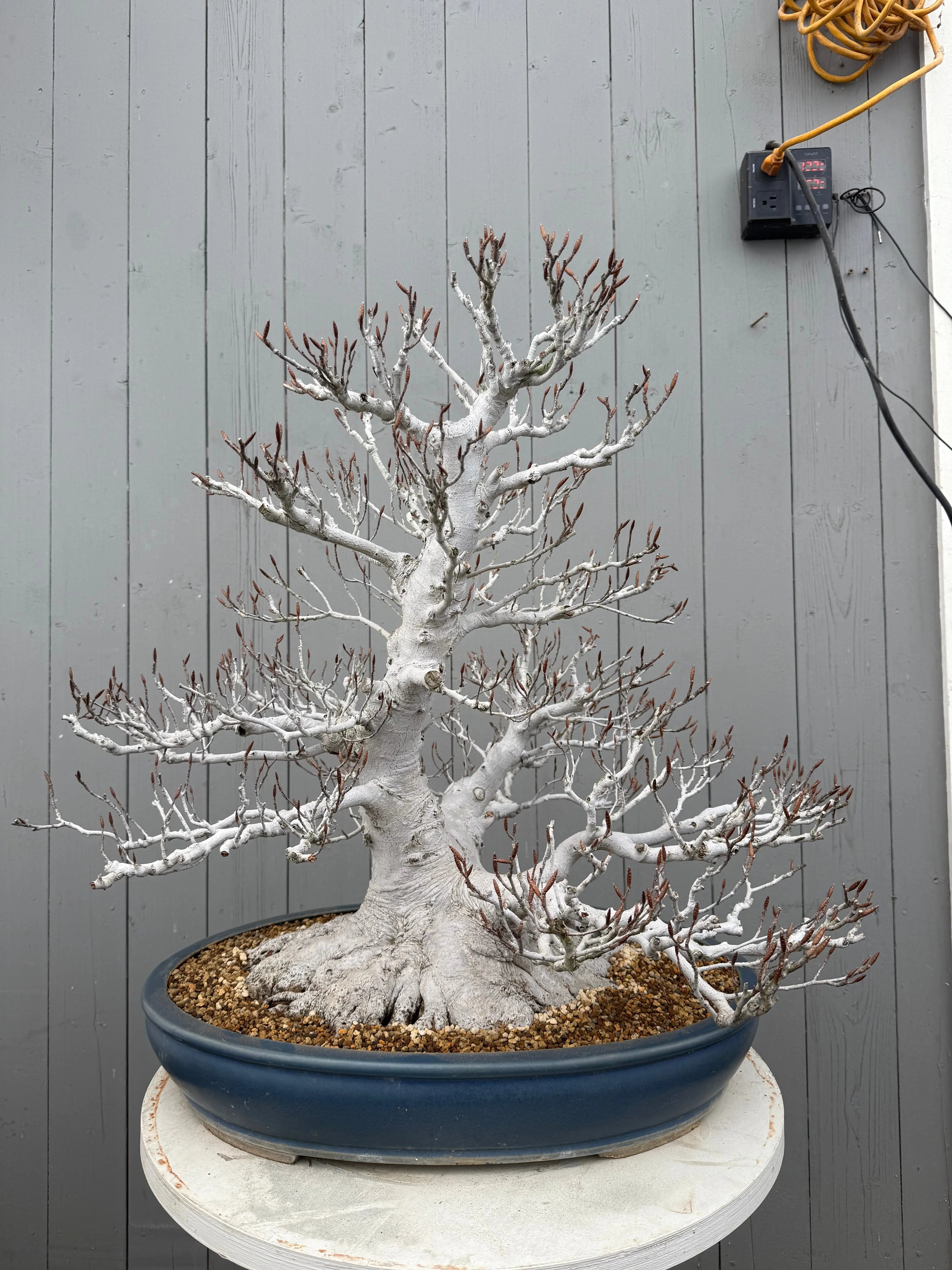 Fagus crenata Canada Bonsai