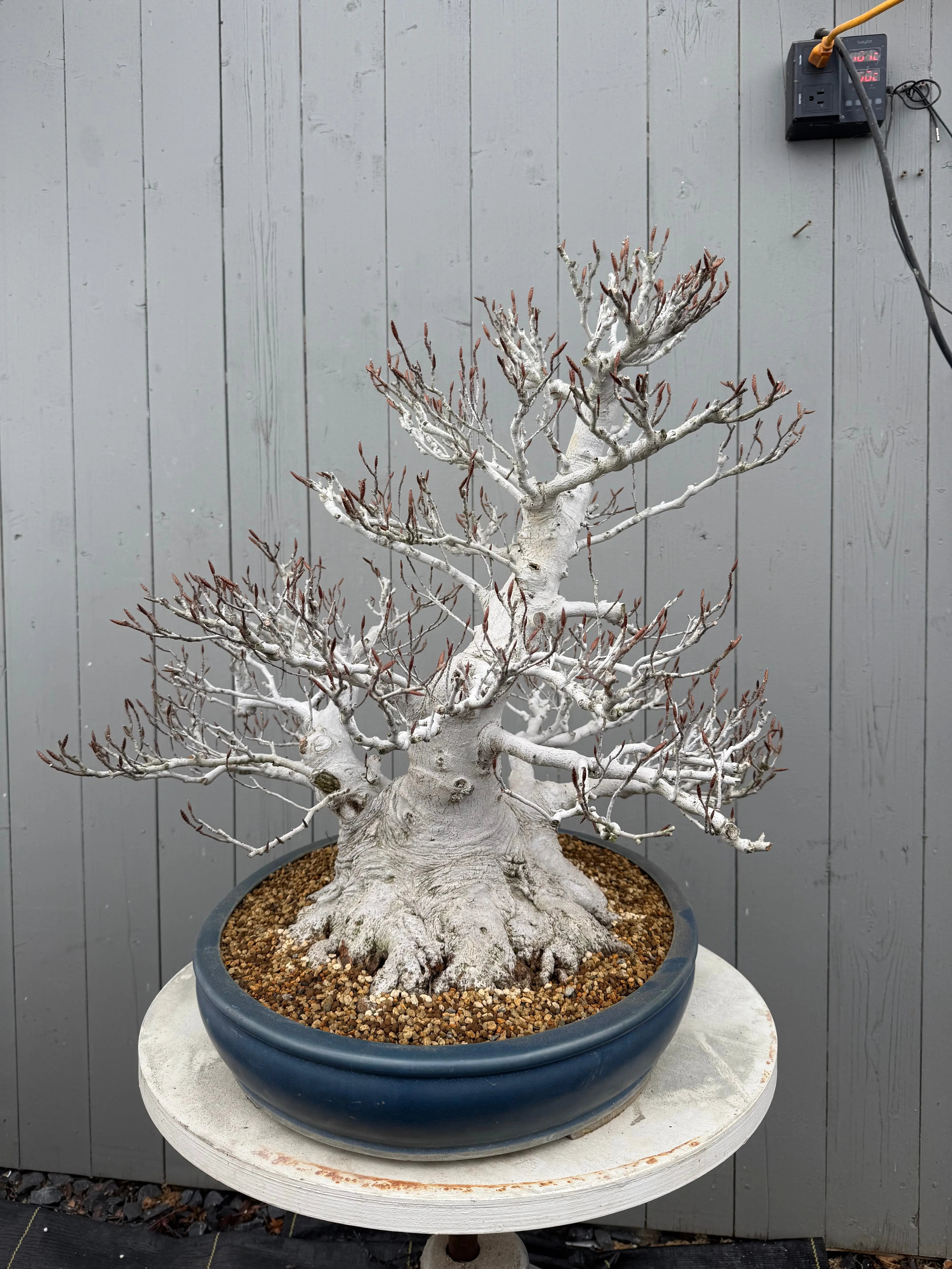 Fagus crenata Canada Bonsai