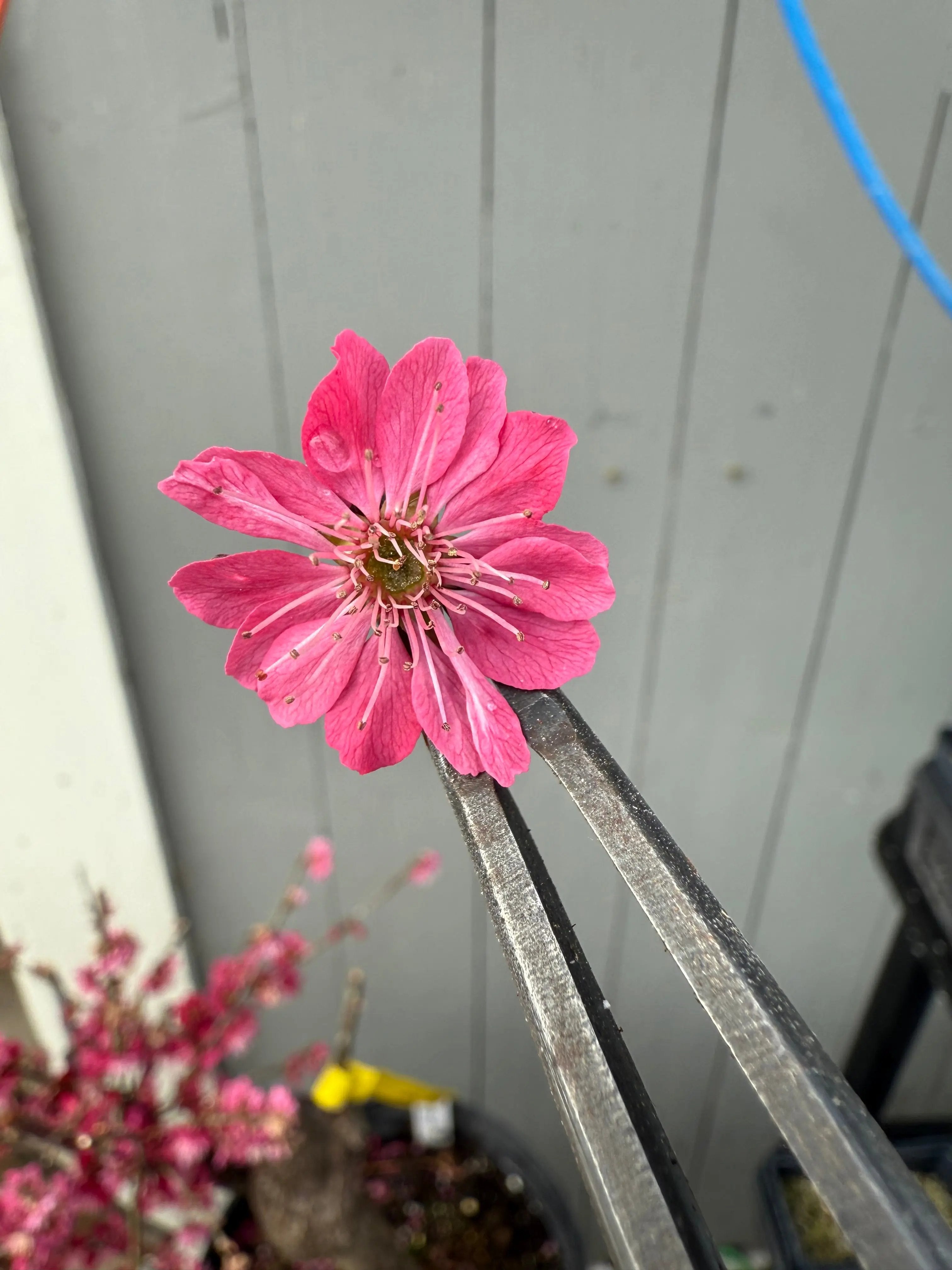 Prunus mume 'Wū yǔ yù' Canada Bonsai
