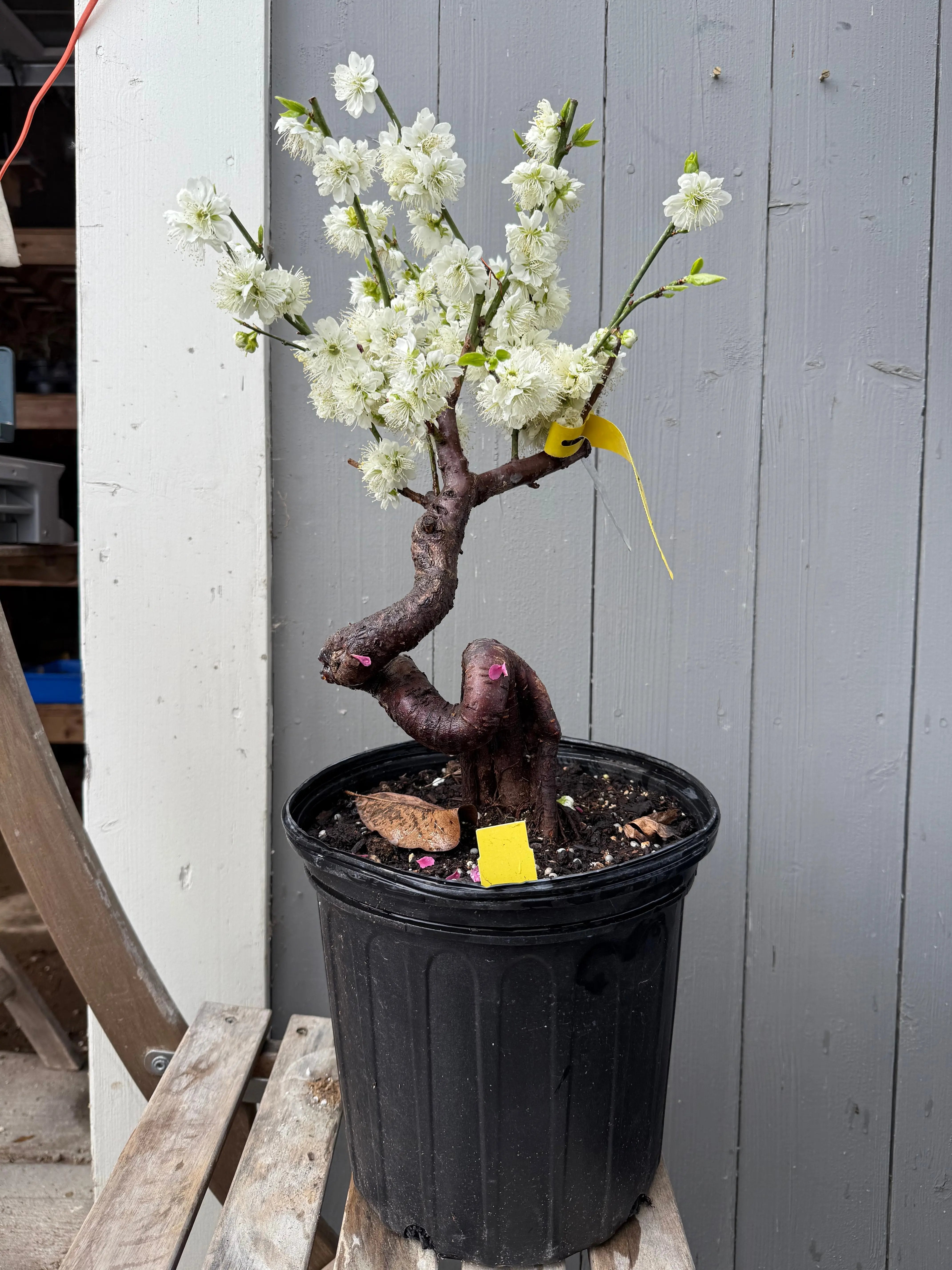 Prunus mume 'Nánjīng fùhuángxiāng' Canada Bonsai