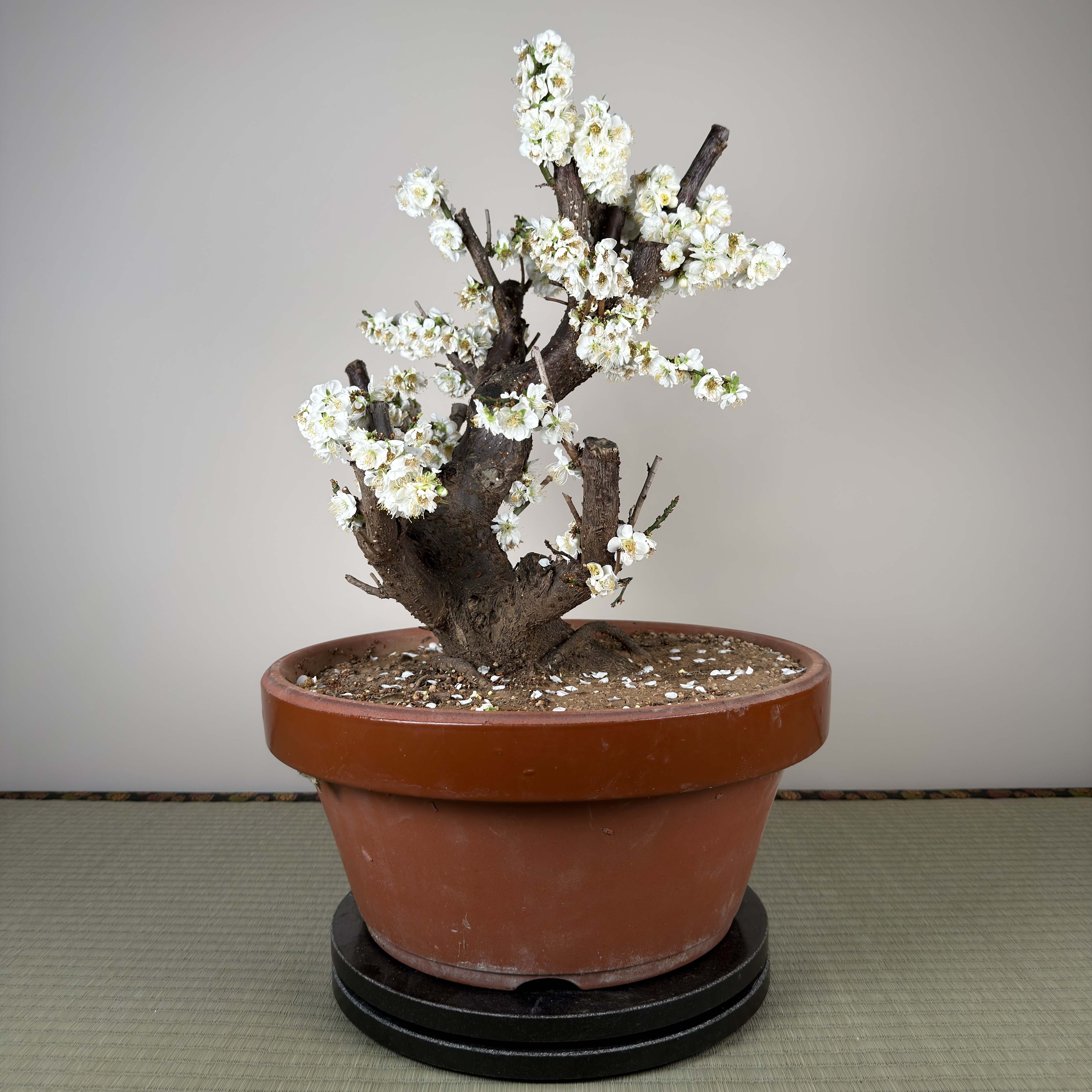 Glycine floribunda