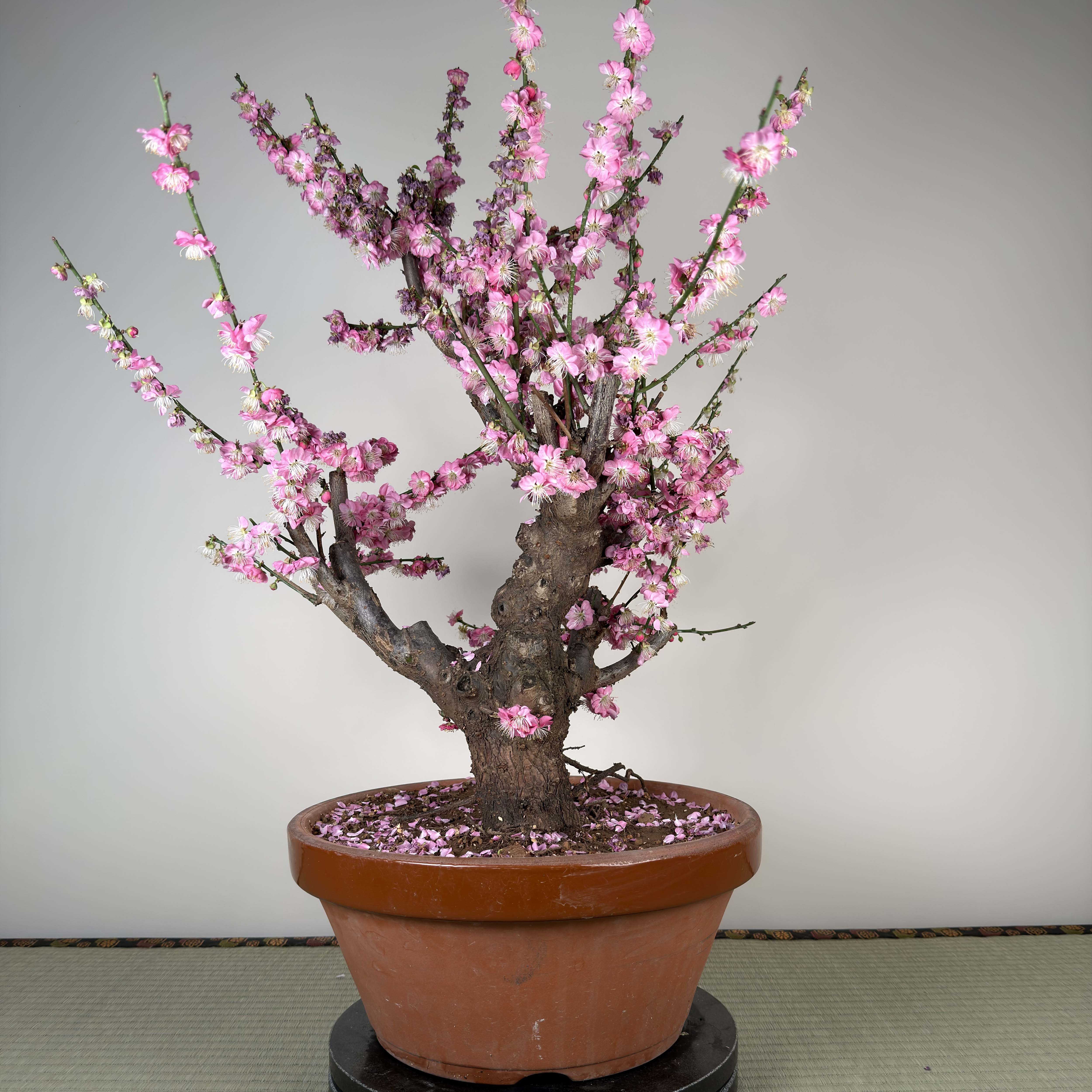 Glycine floribunda