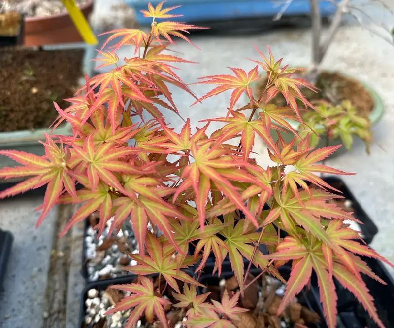 Acer palmatum 'Seigen'