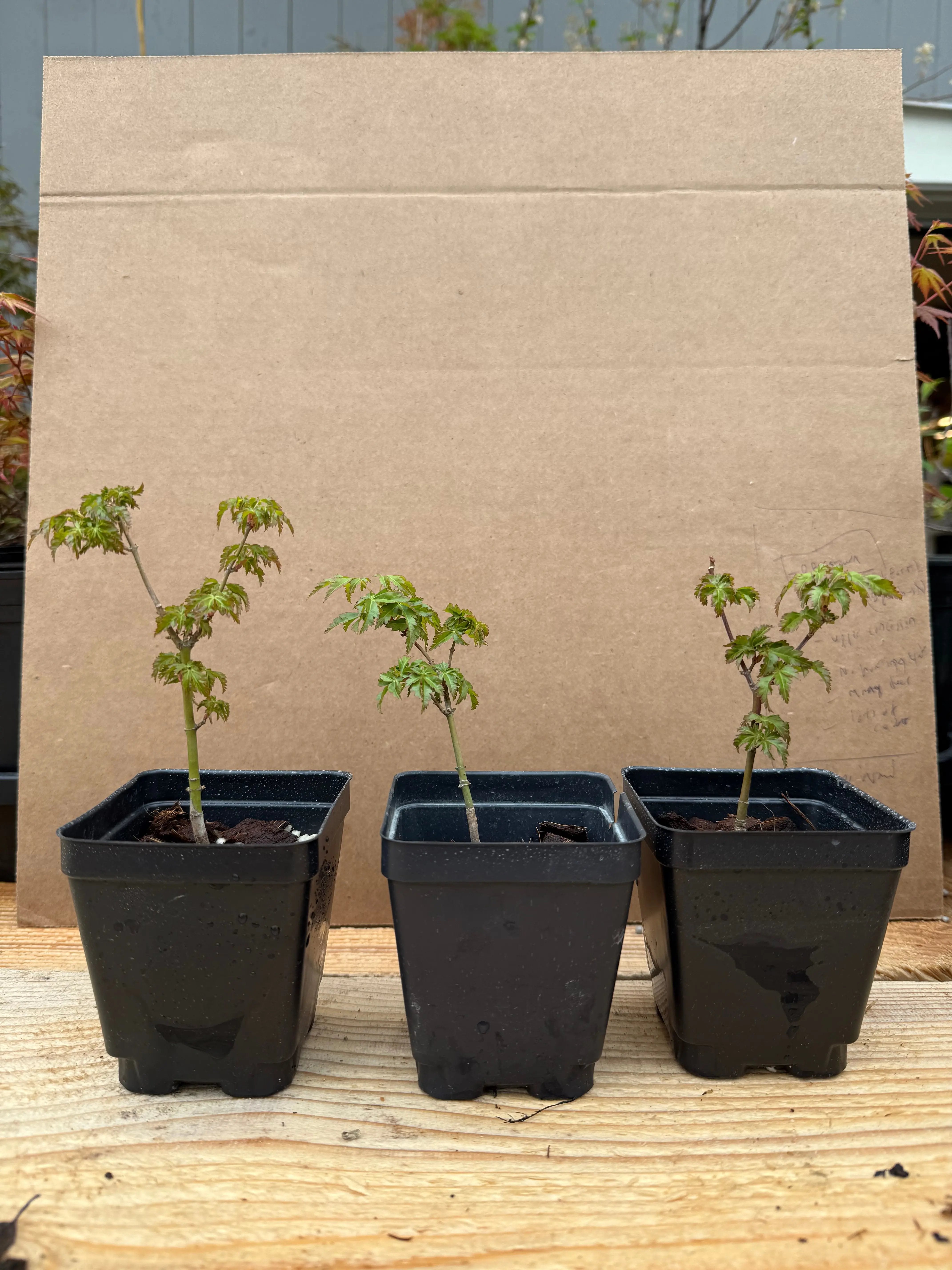 Acer palmatum 'Shishigashira' Canada Bonsai