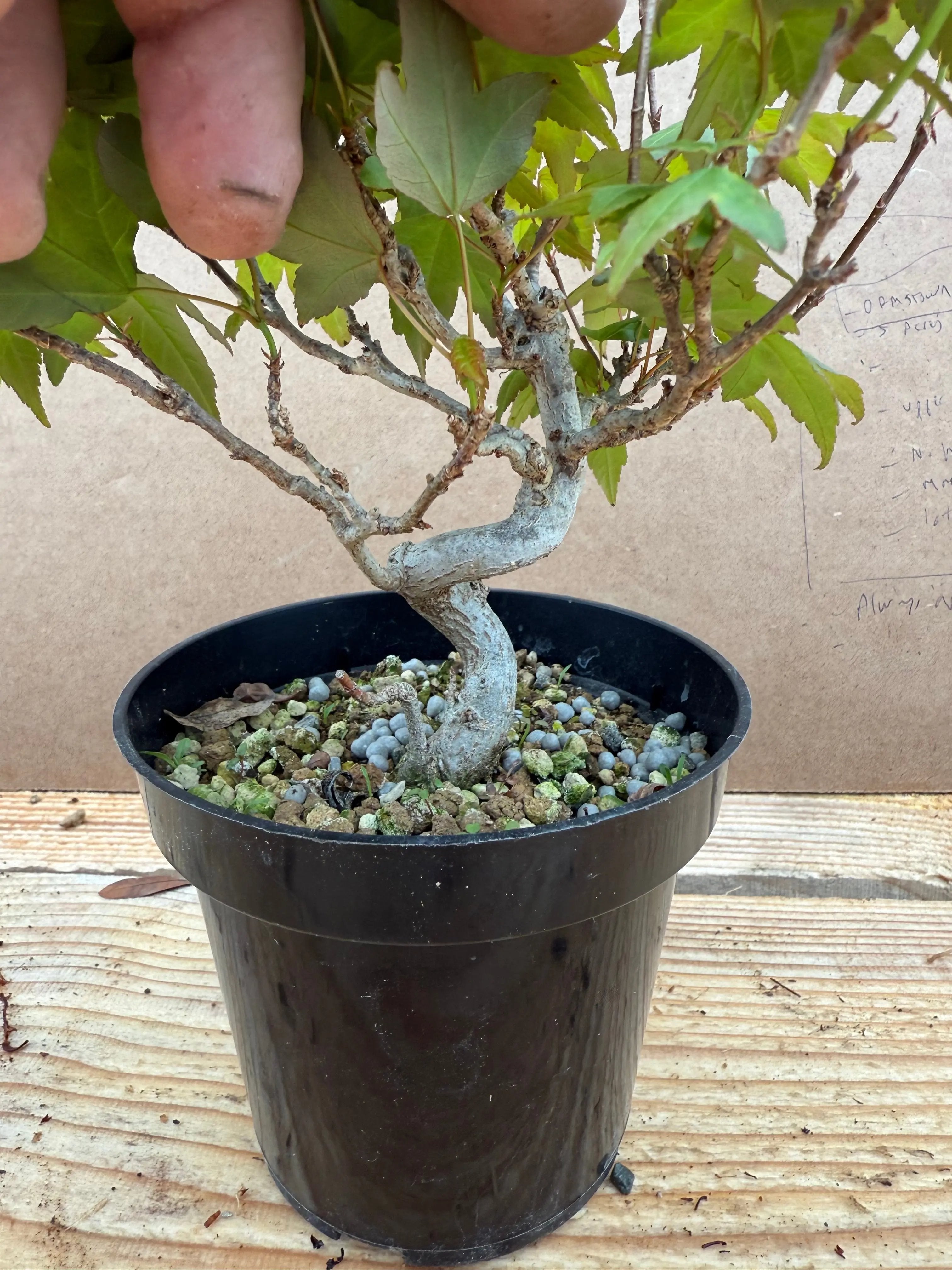 Acer buergerianum Canada Bonsai