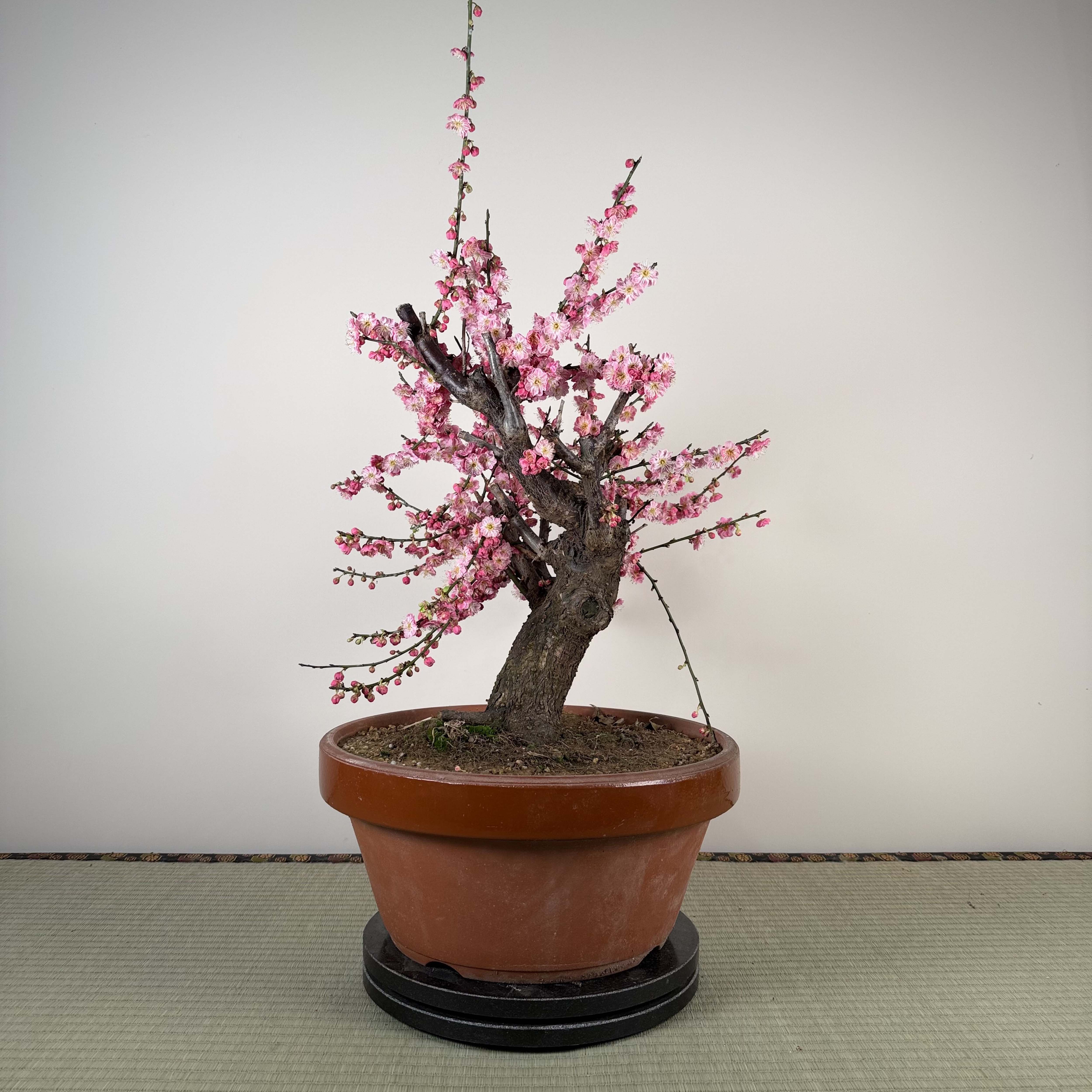 Glycine floribunda