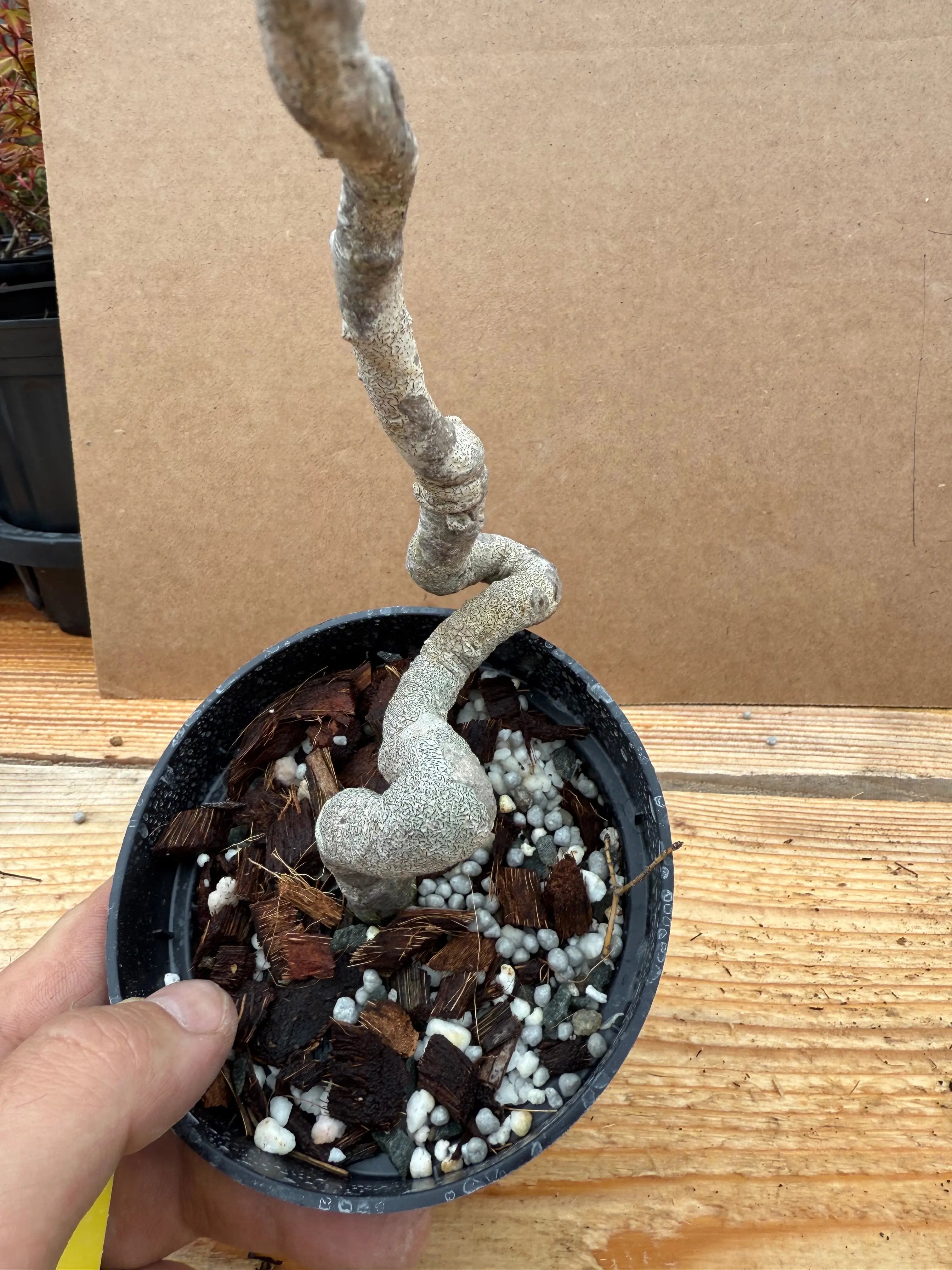 Euonymus Canada Bonsai