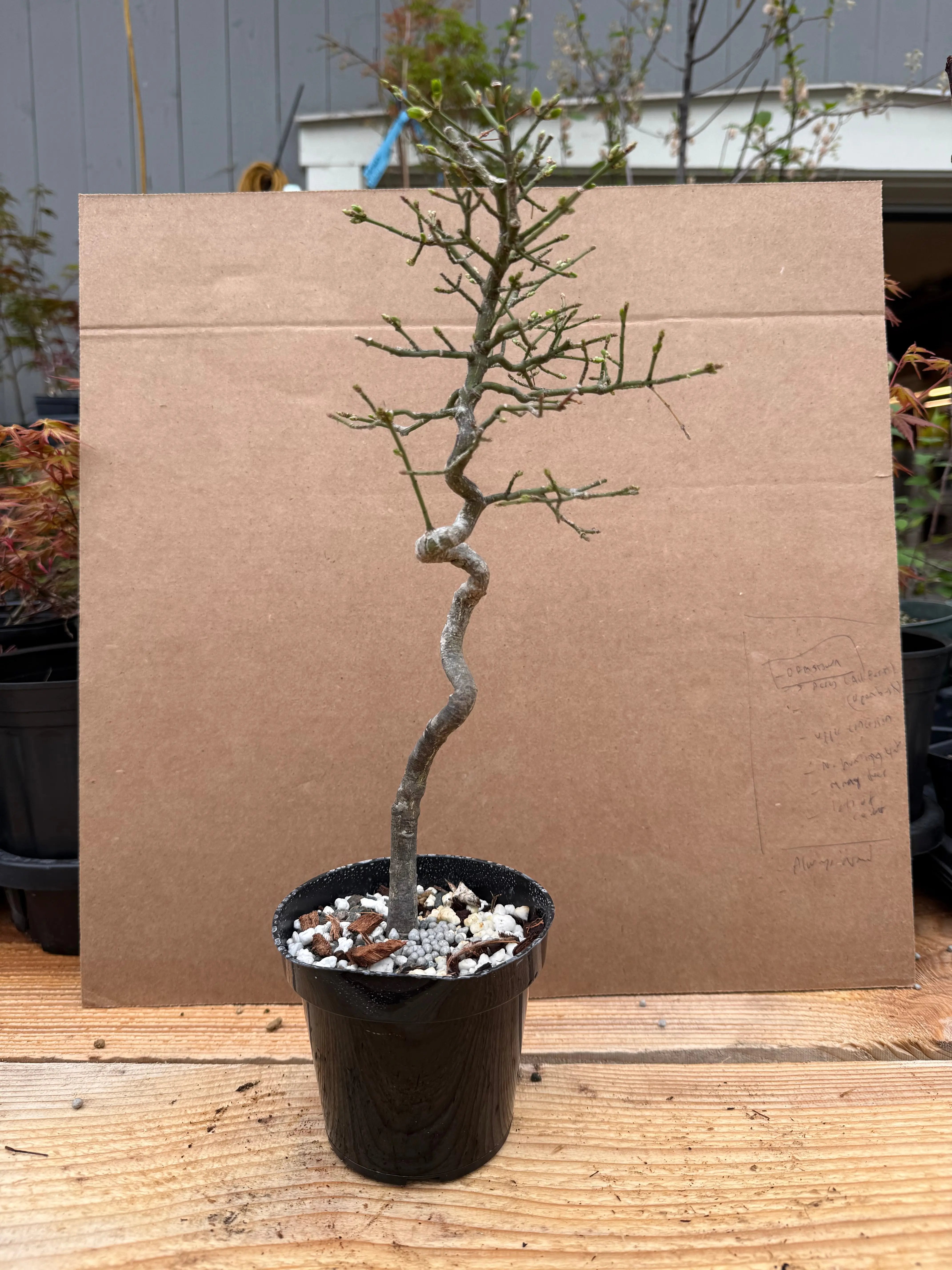 Euonymus Canada Bonsai