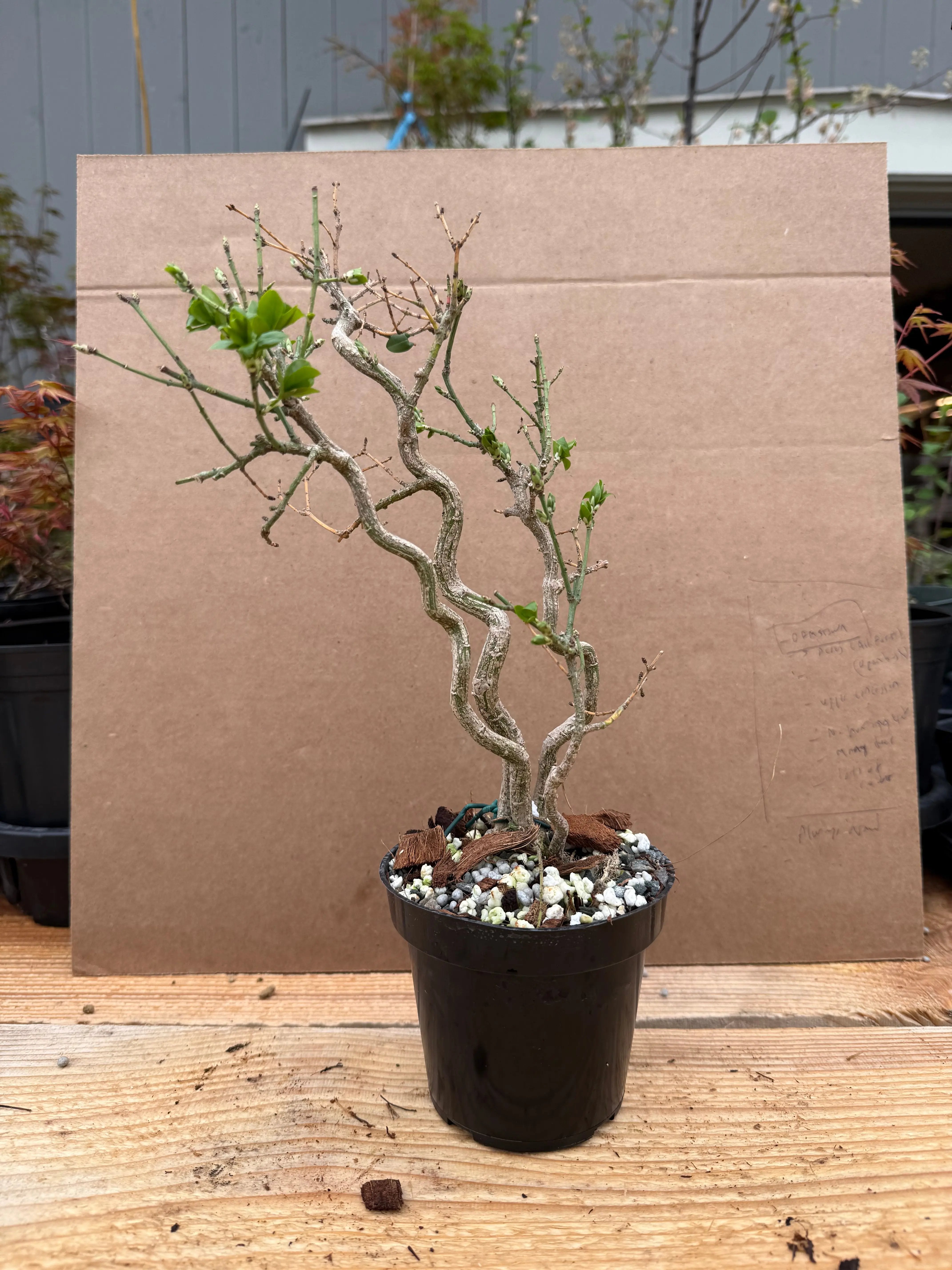 Euonymus Canada Bonsai