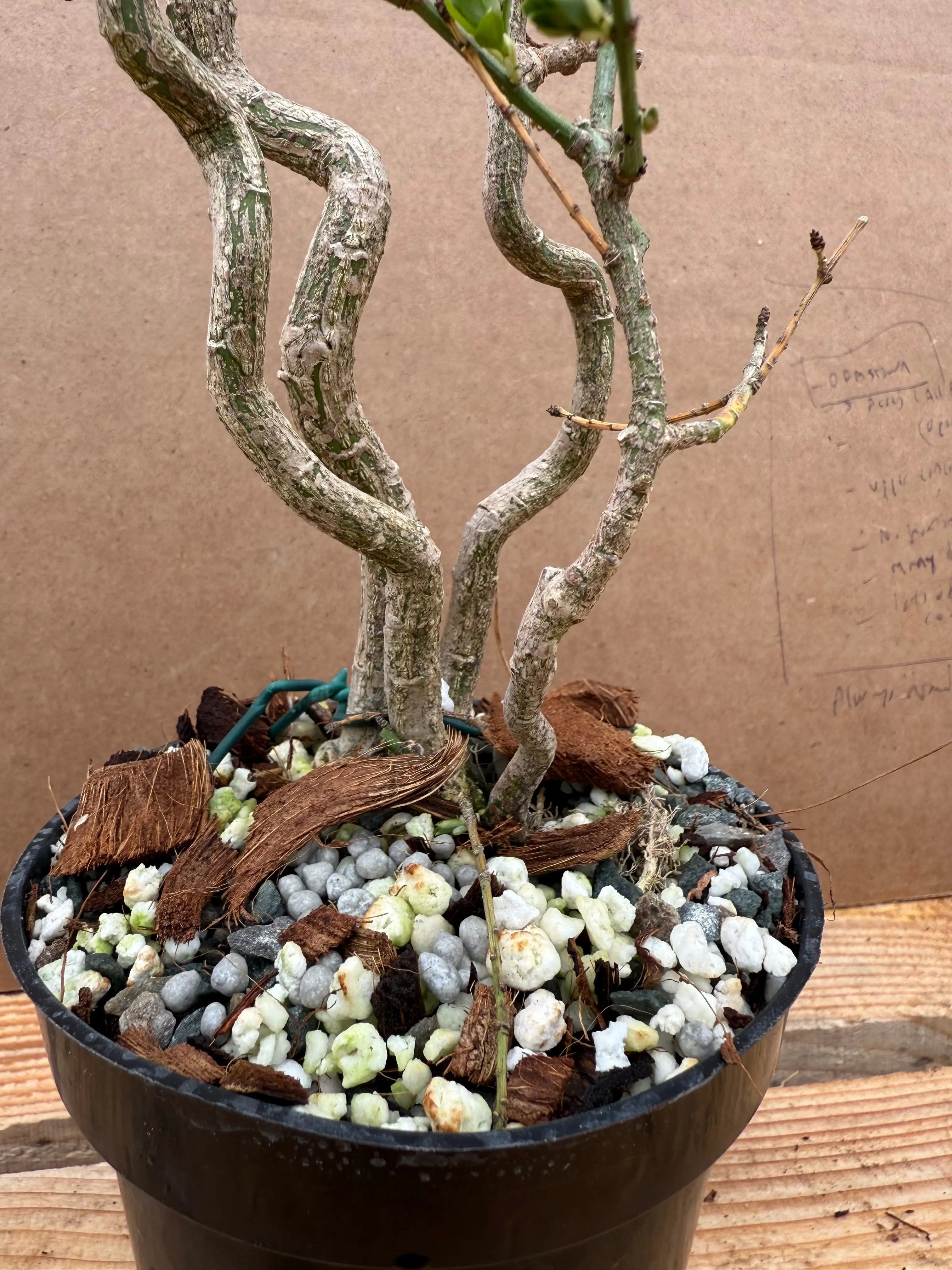 Euonymus Canada Bonsai