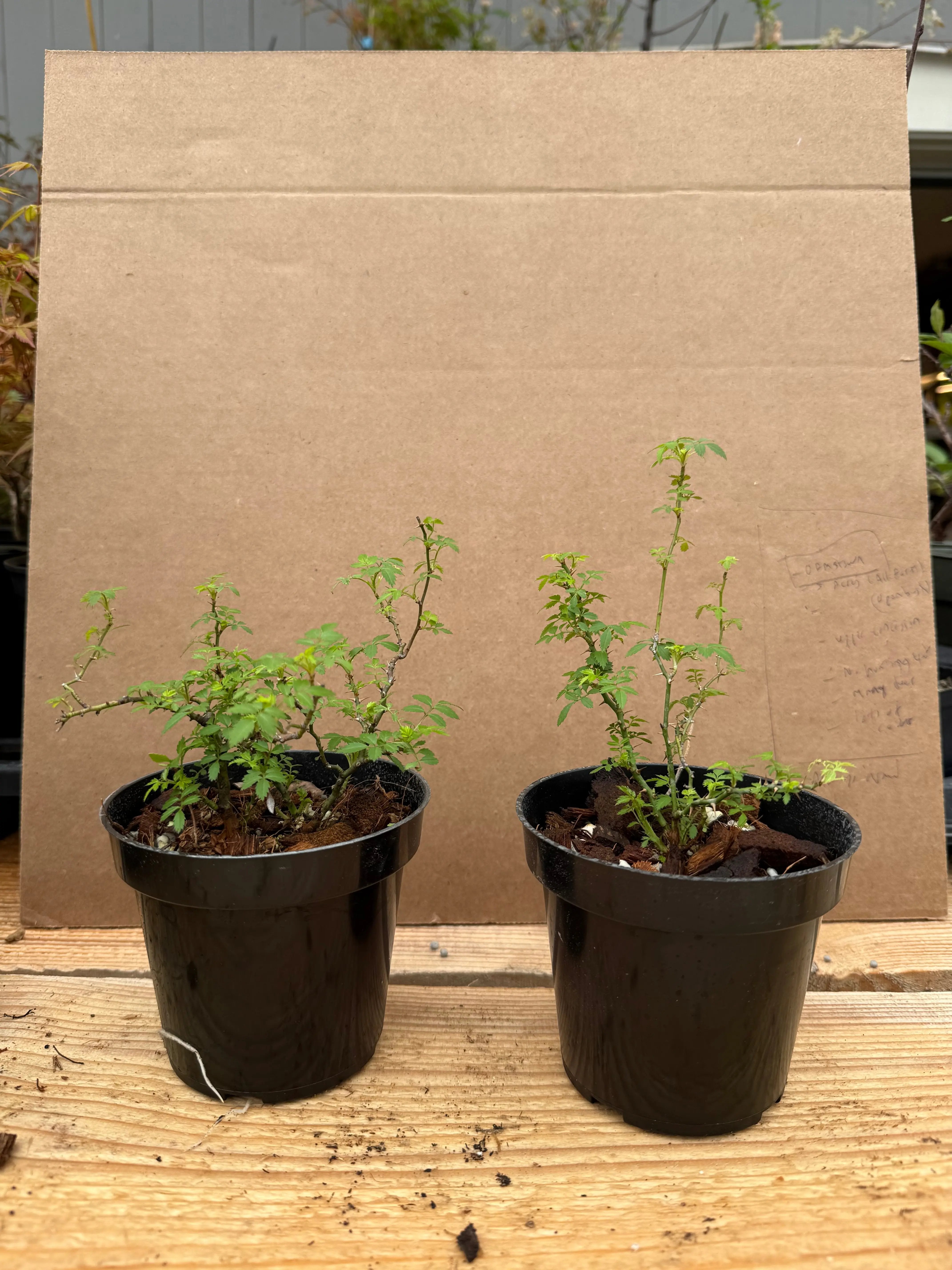 Rosa (white/pink) (medium)