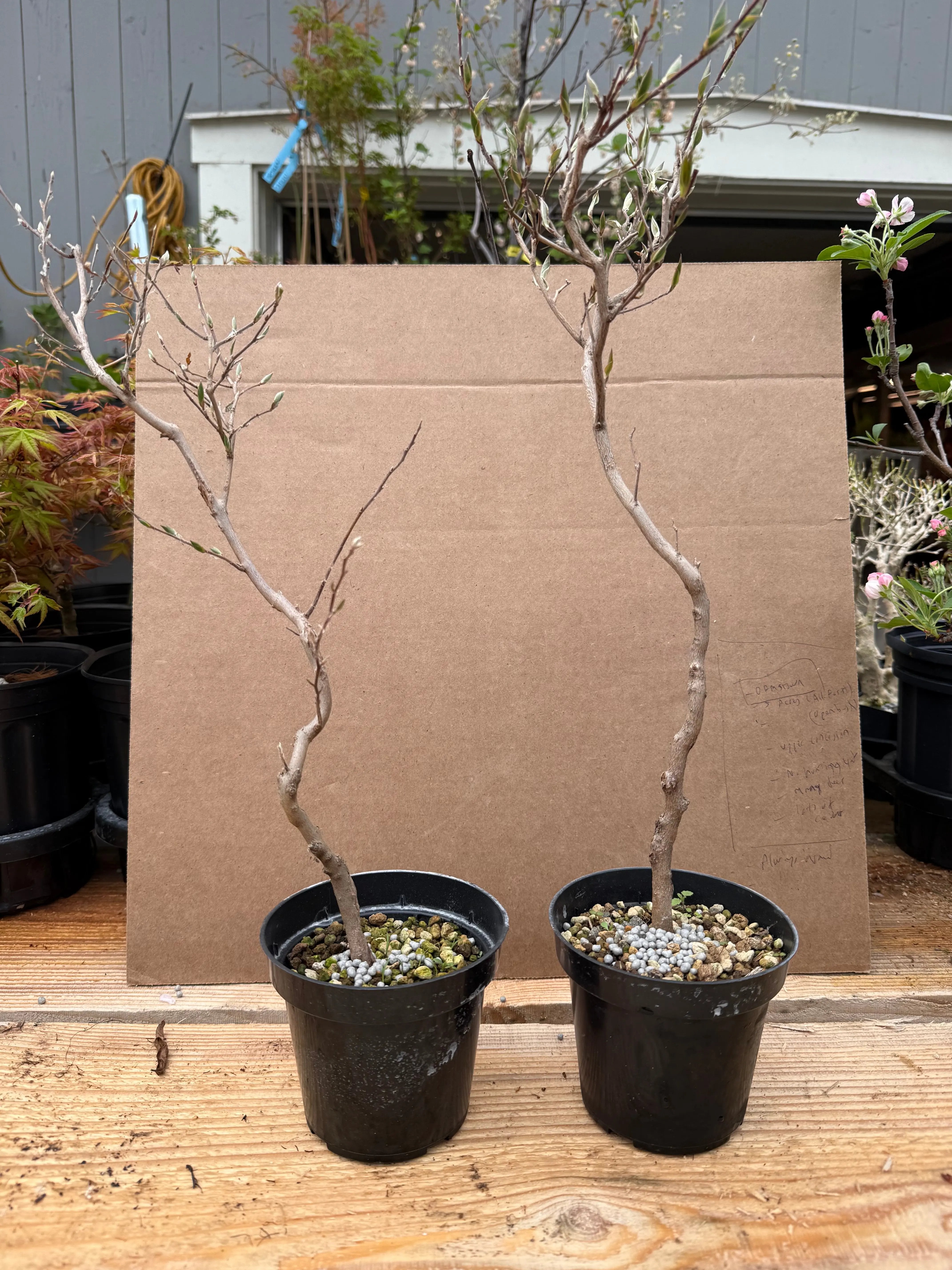 Stewartia monadelpha Canada Bonsai
